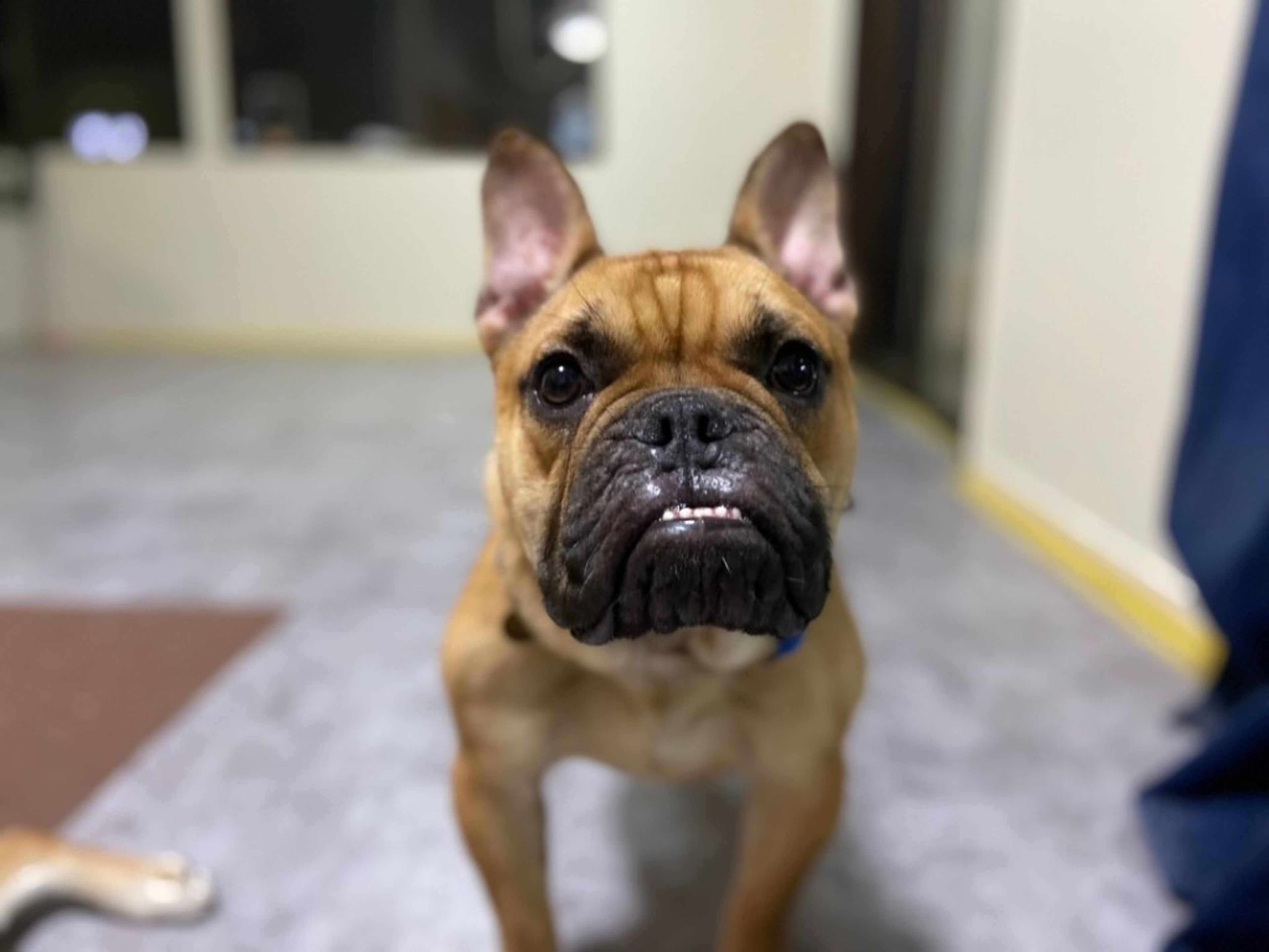 pet-image-6