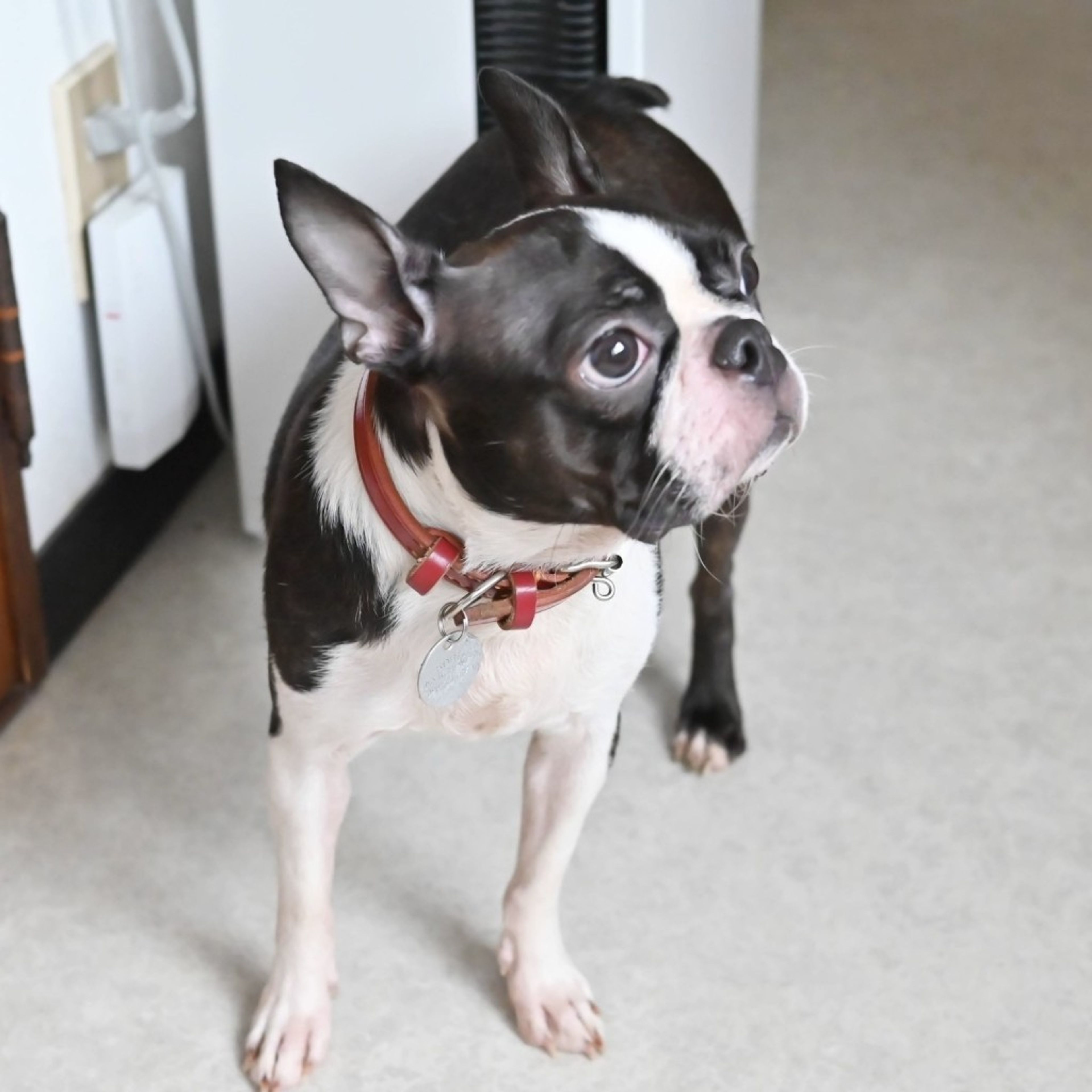 pet-image-6