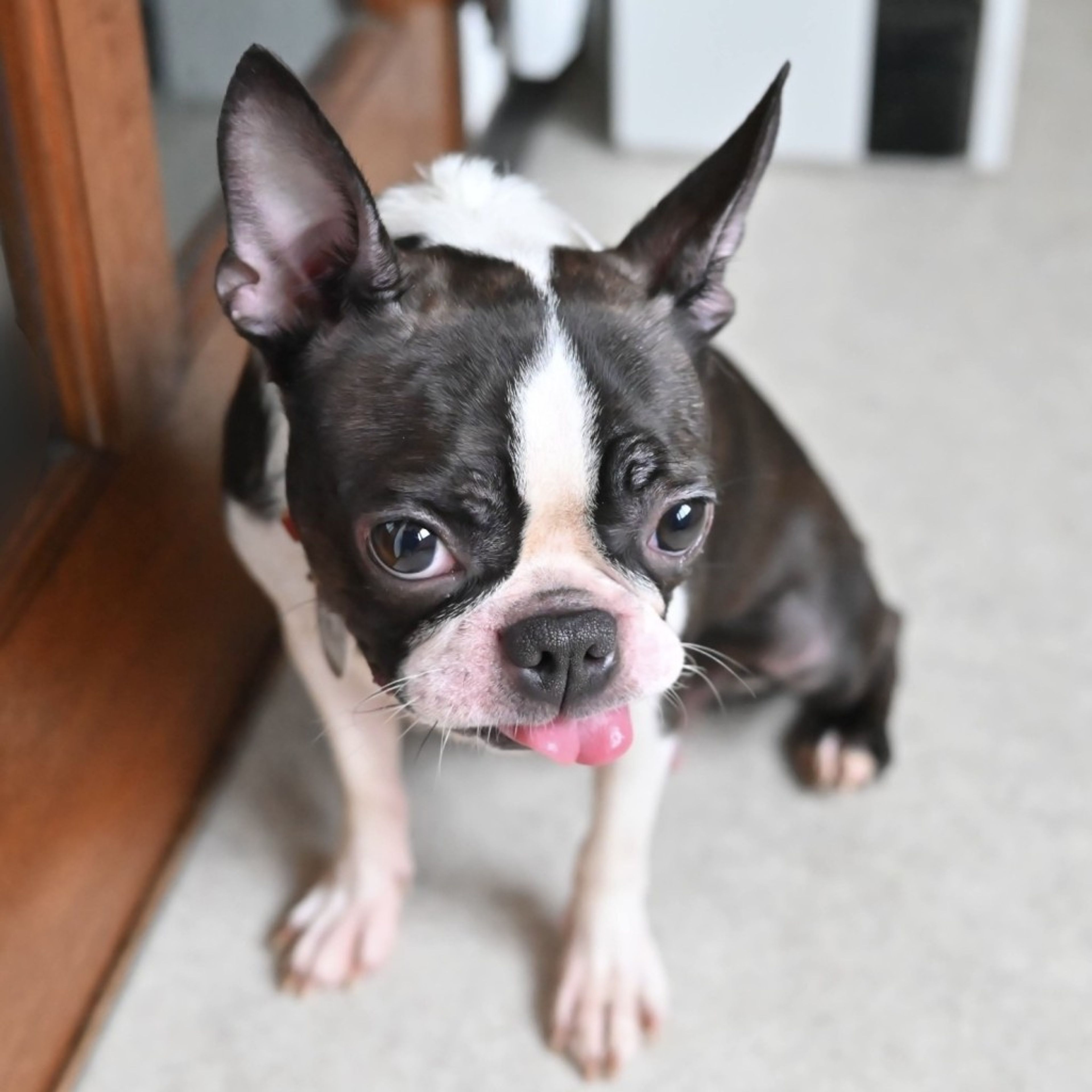 pet-image-7