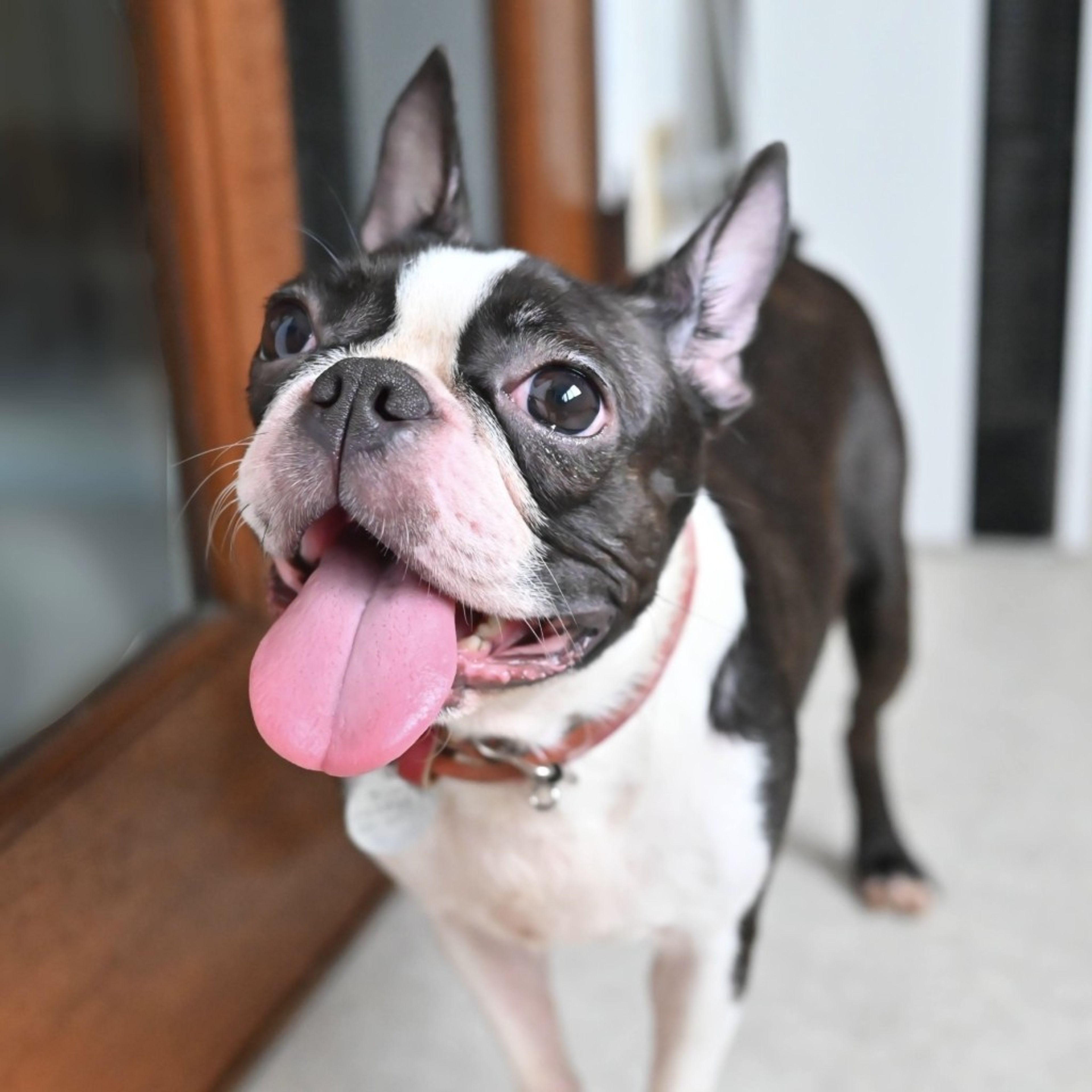 pet-image-5