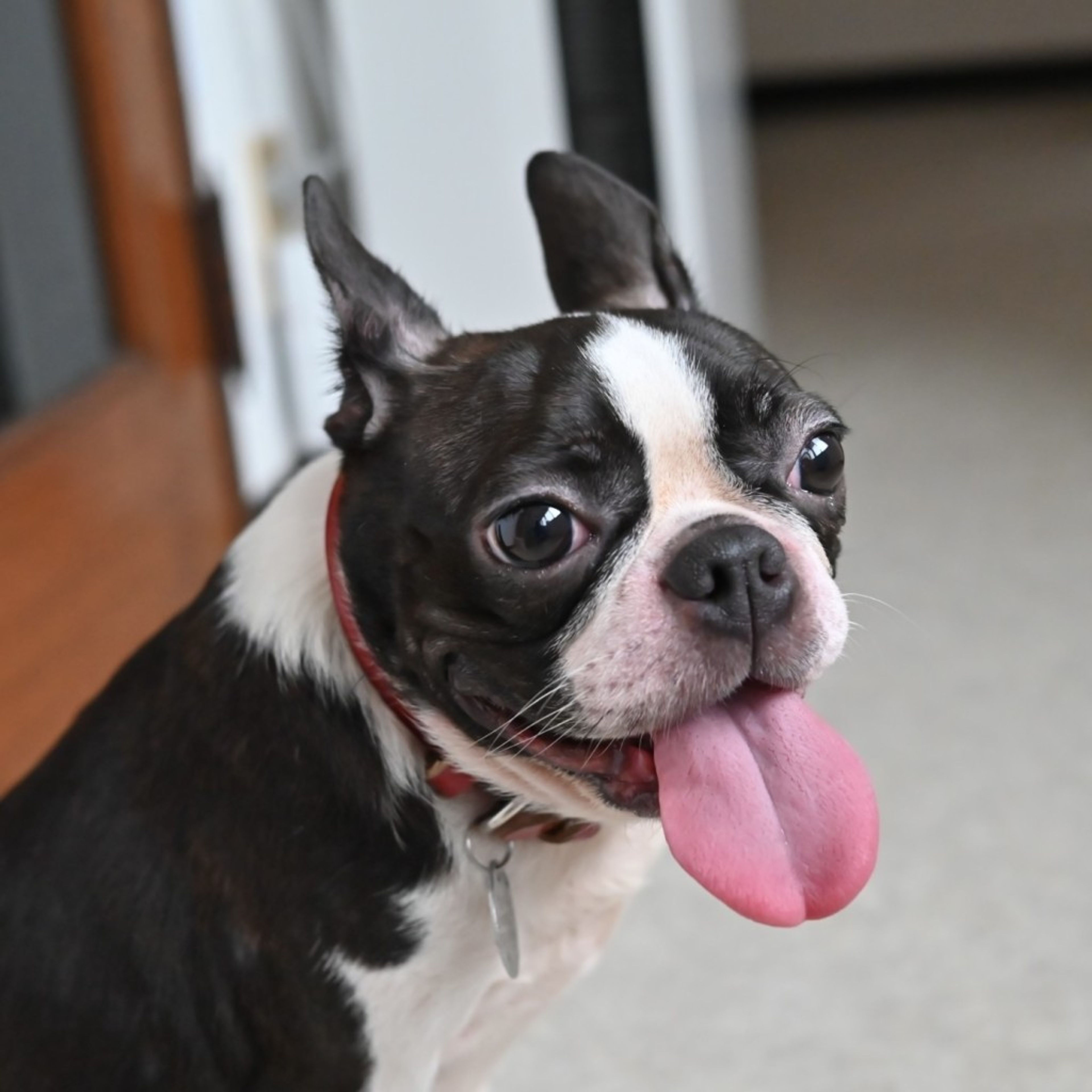 pet-image-4
