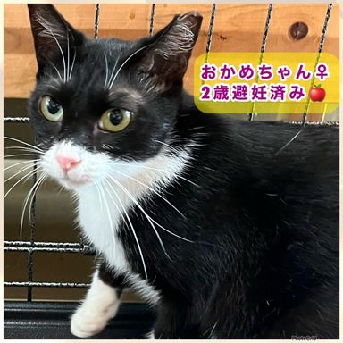 おかめ