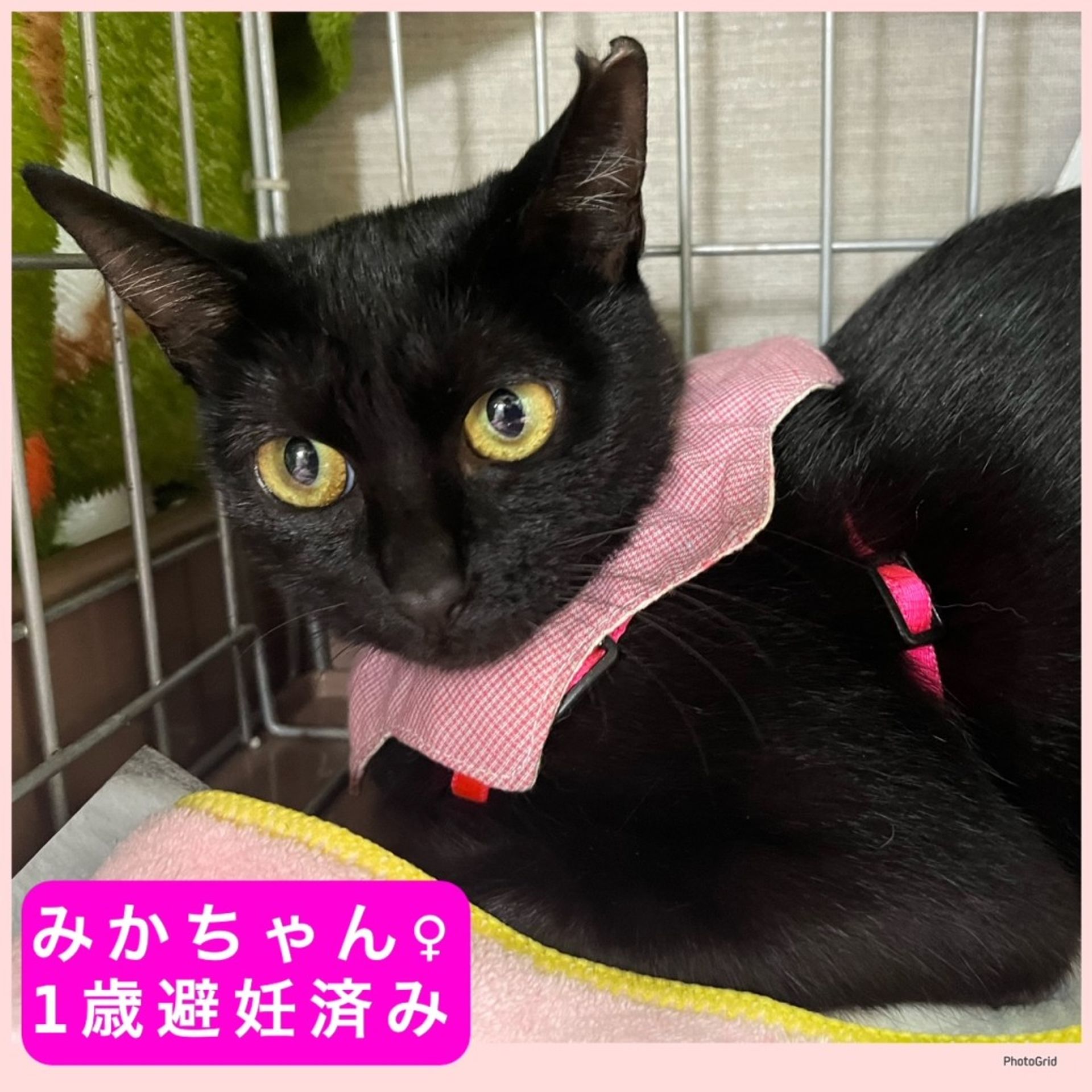 雑種（ミックス猫）・メスの里親募集の写真