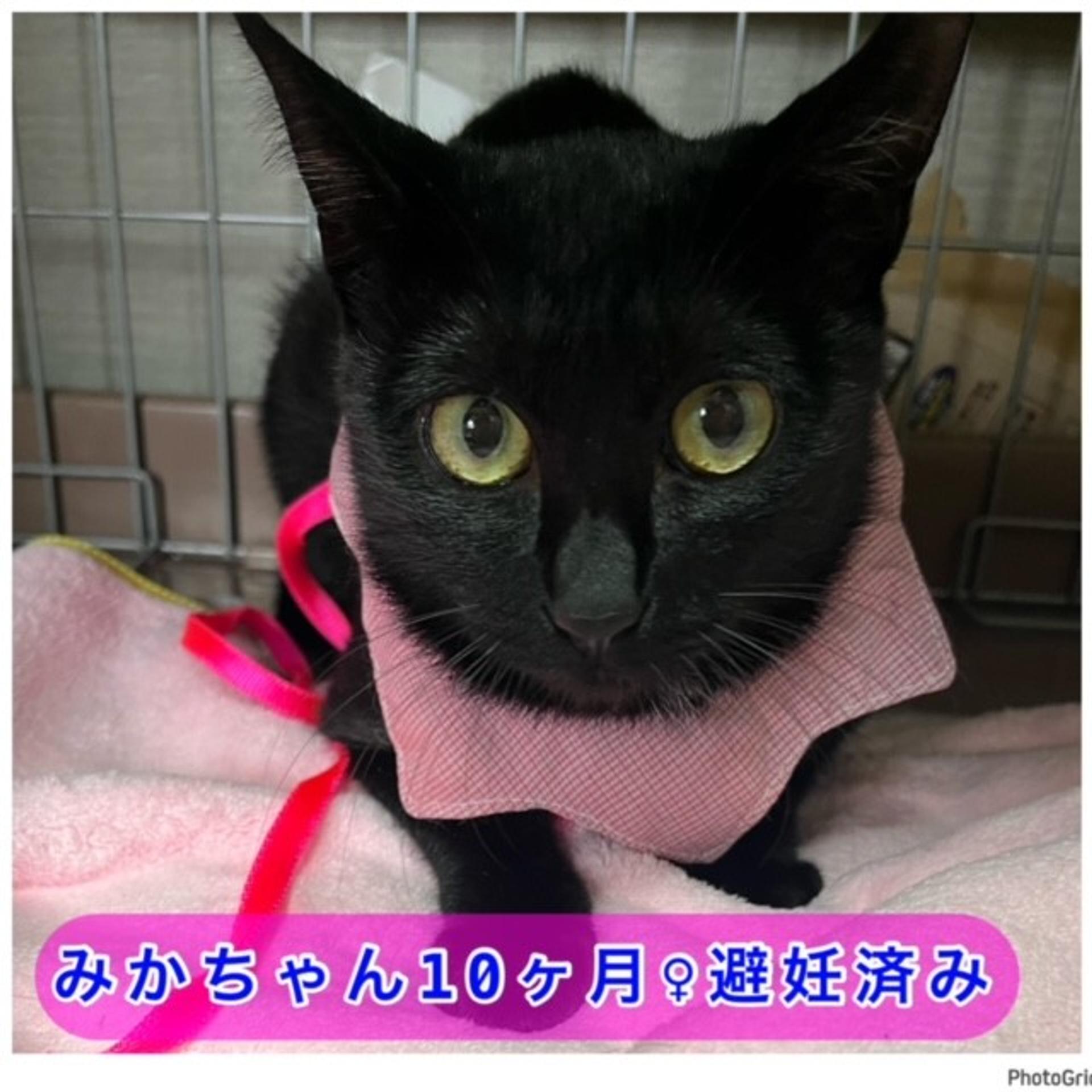 pet-image-4