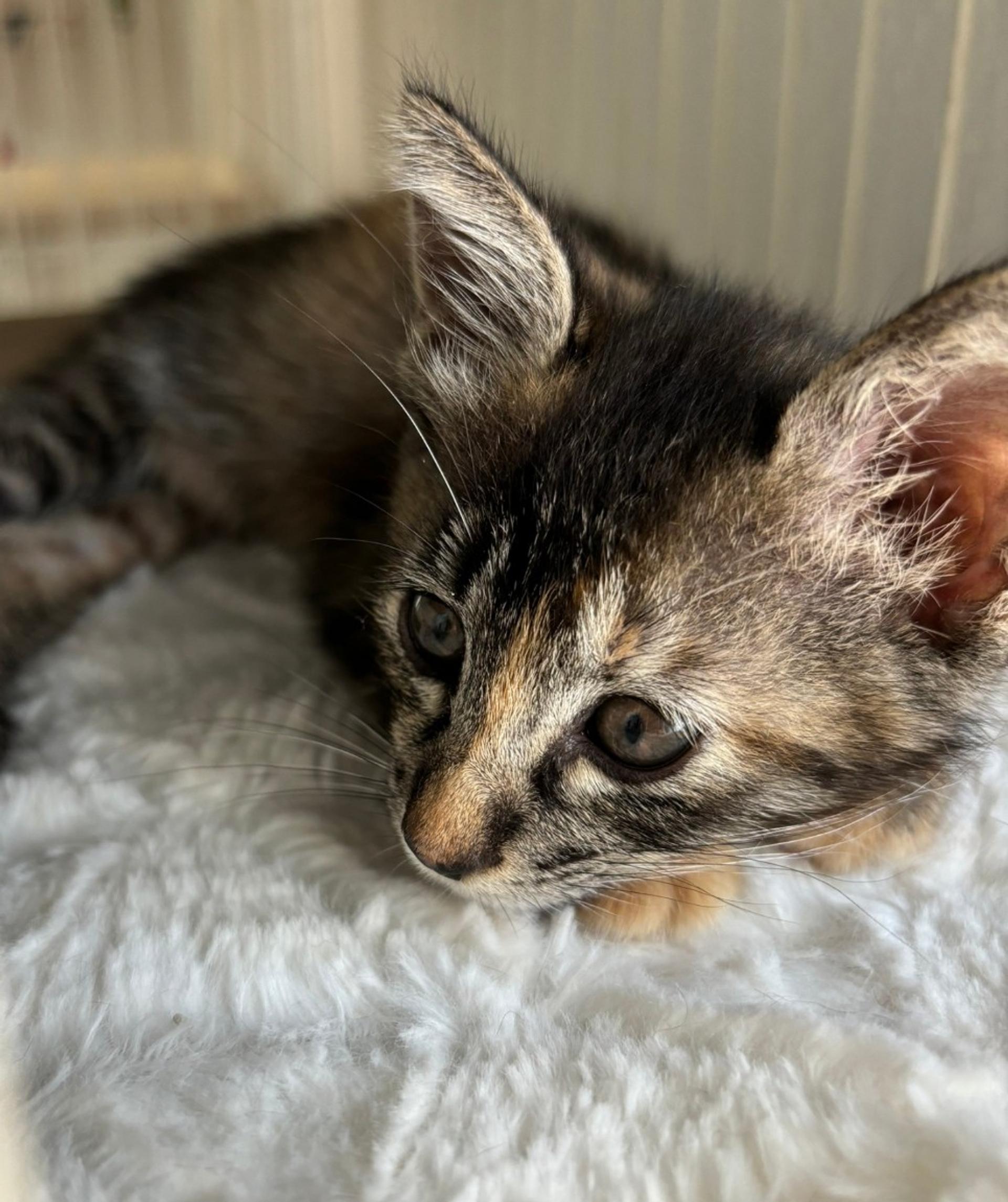 pet-image-9