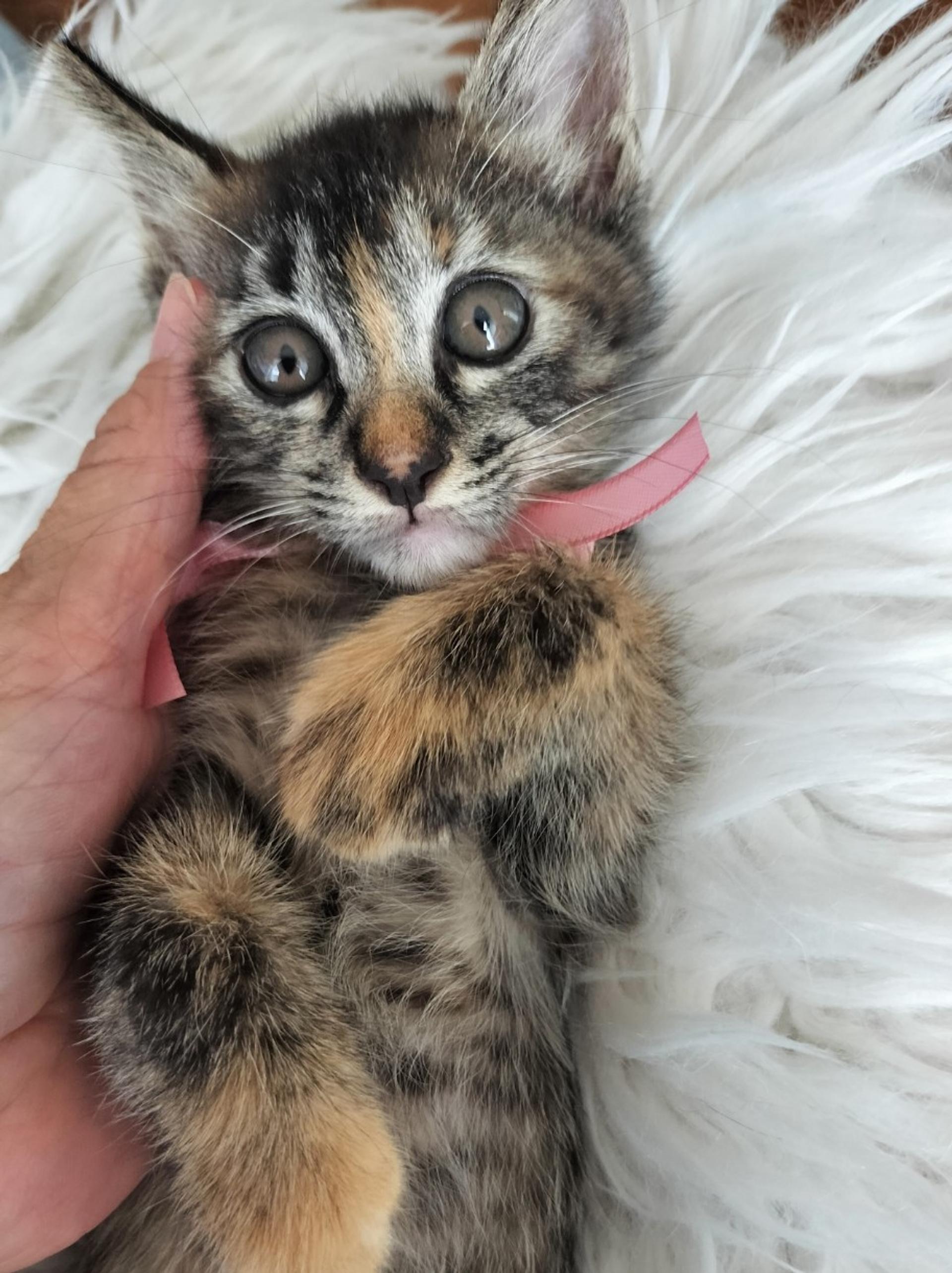 pet-image-2