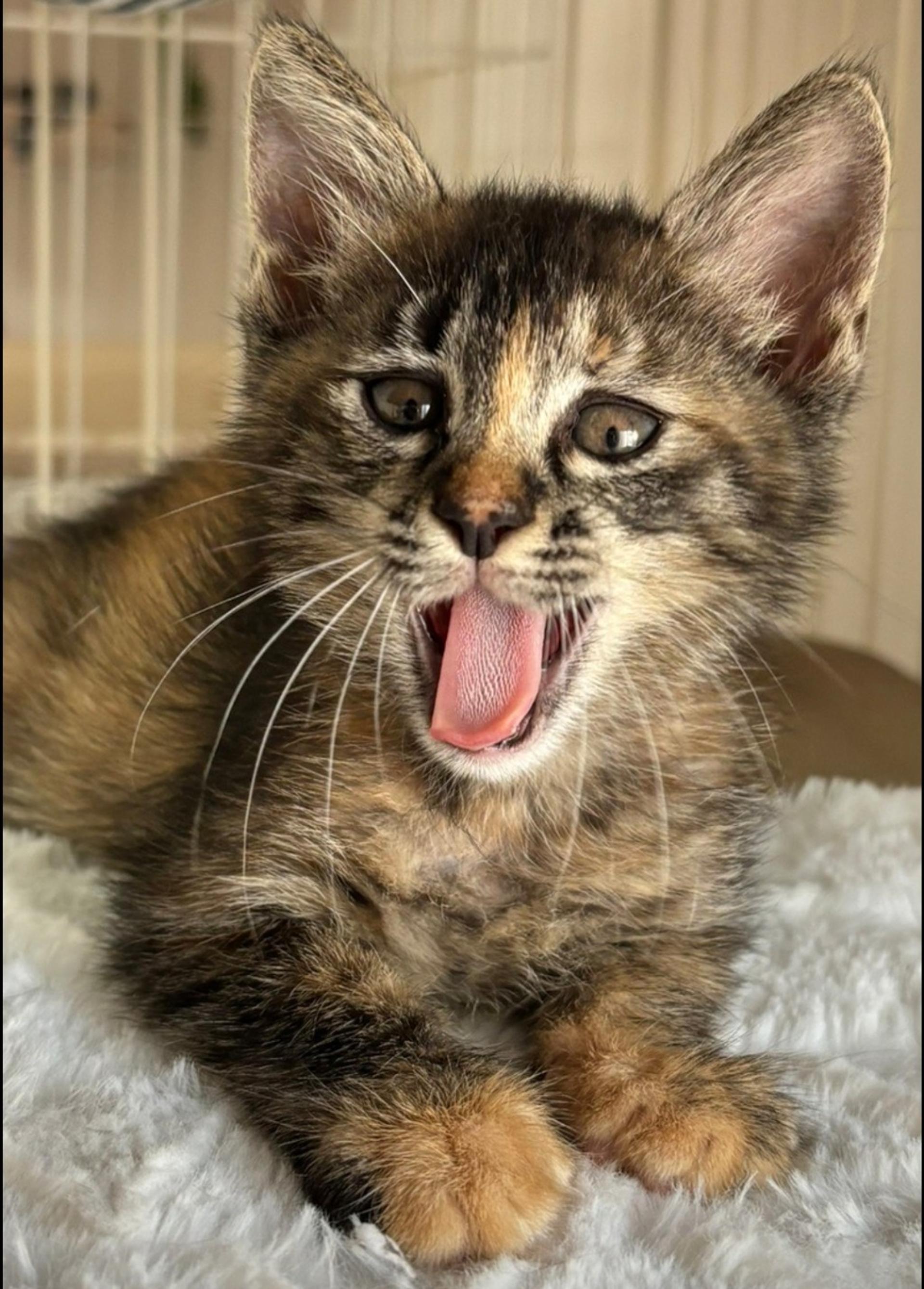 pet-image-3