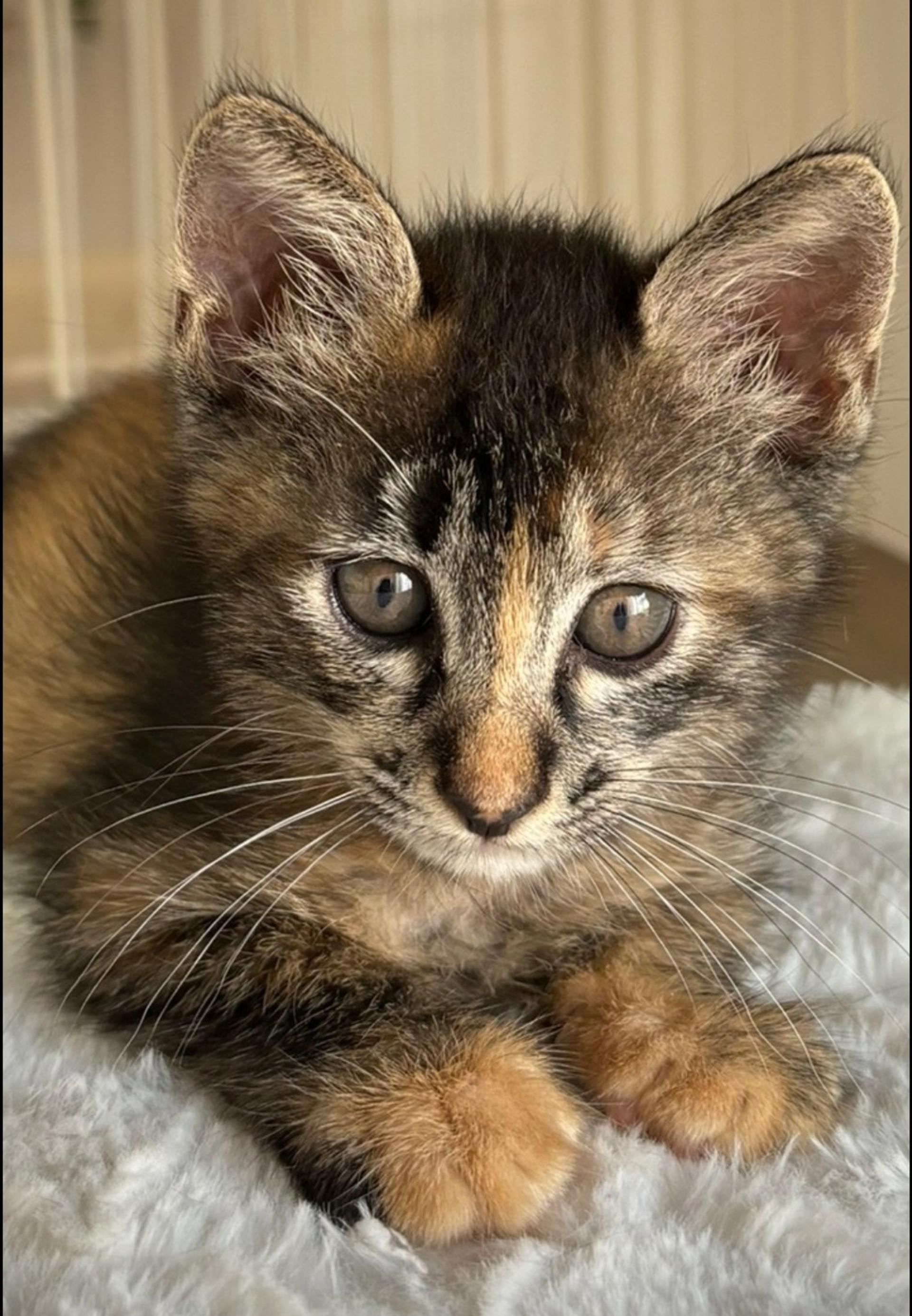pet-image-4