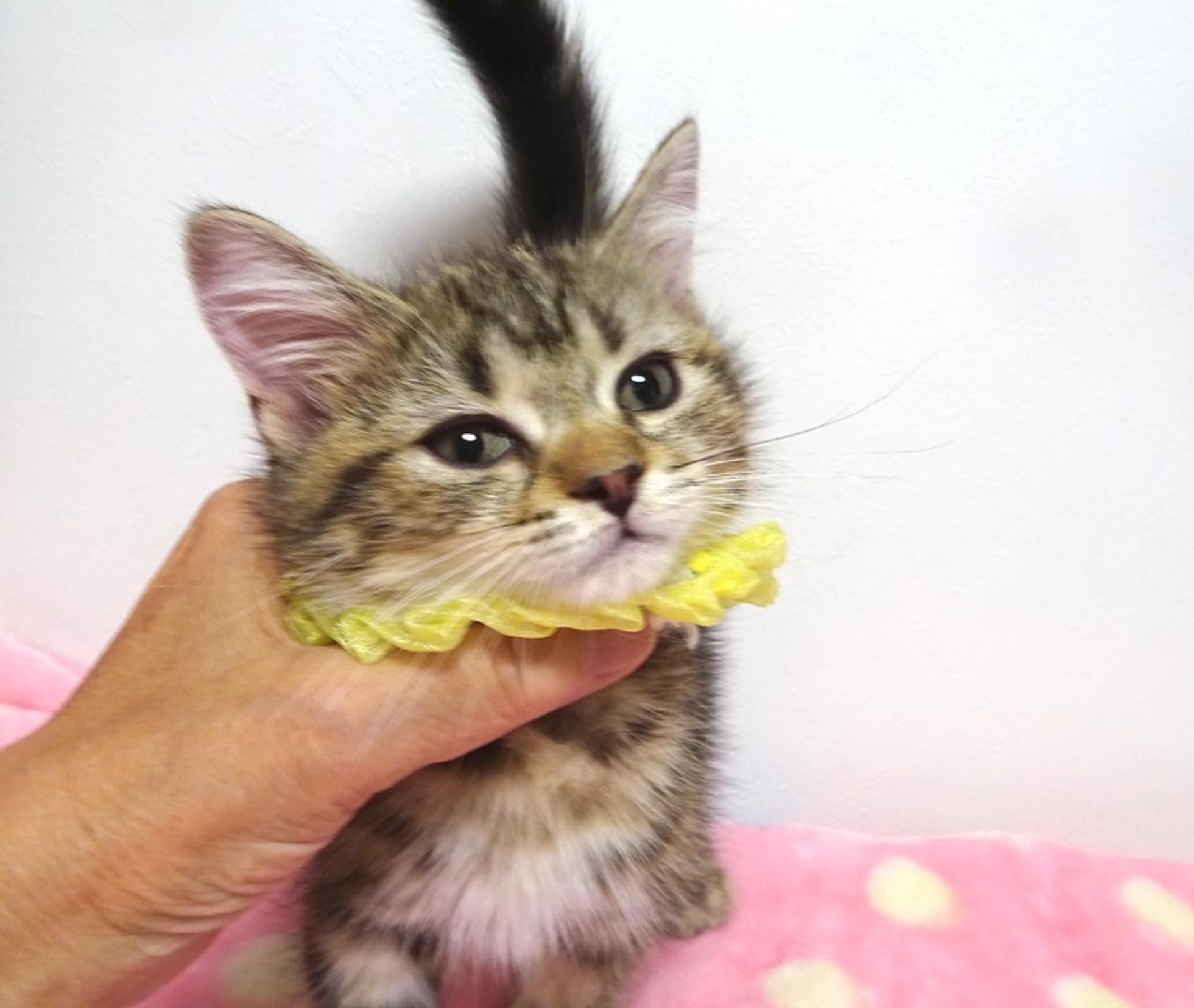 pet-image-3