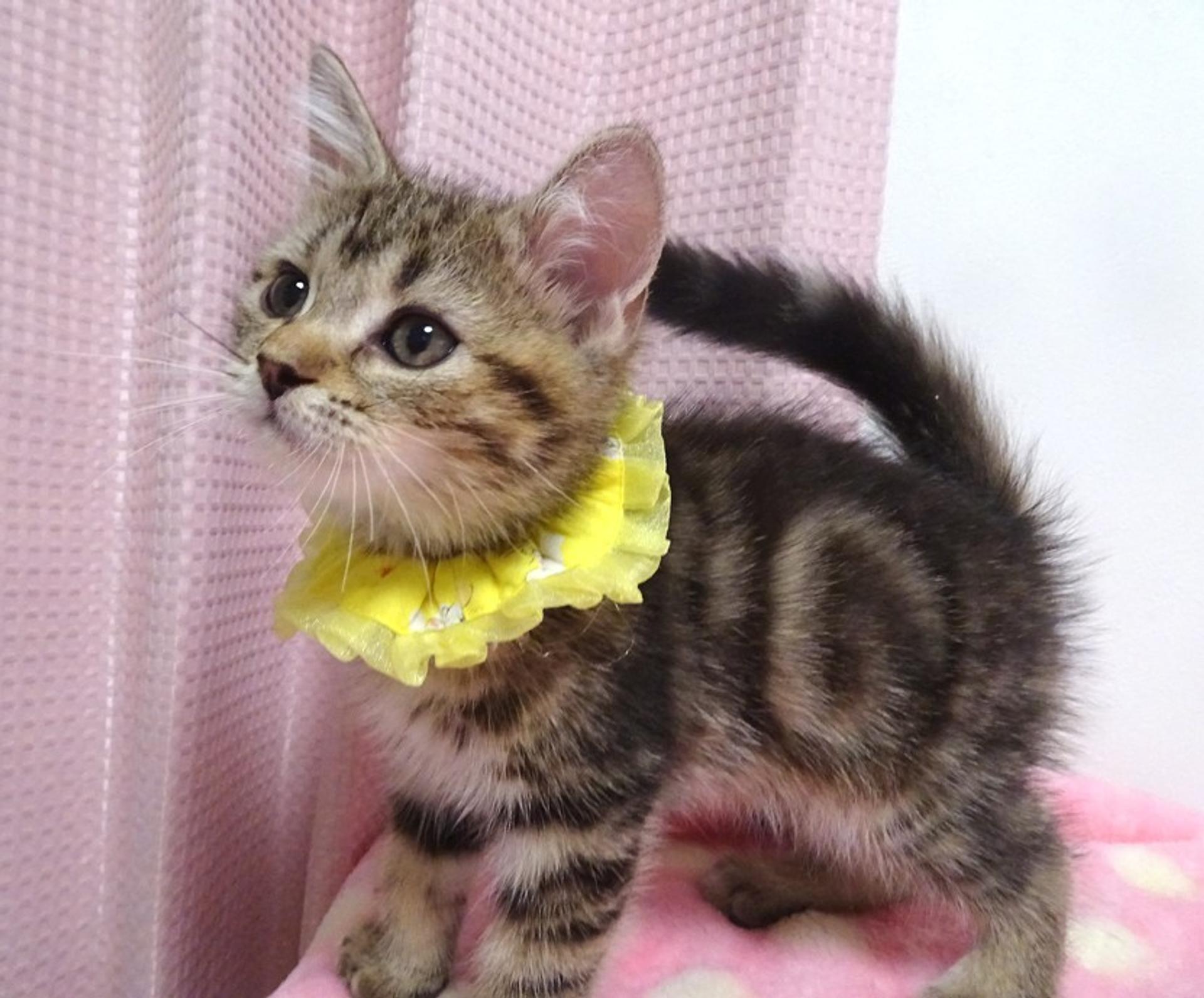 pet-image-4