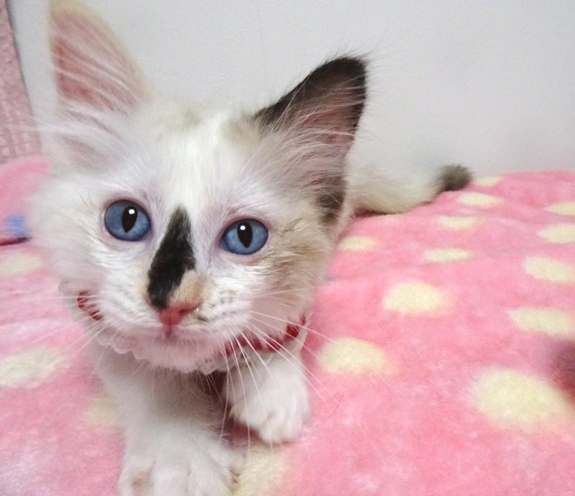 pet-image-3