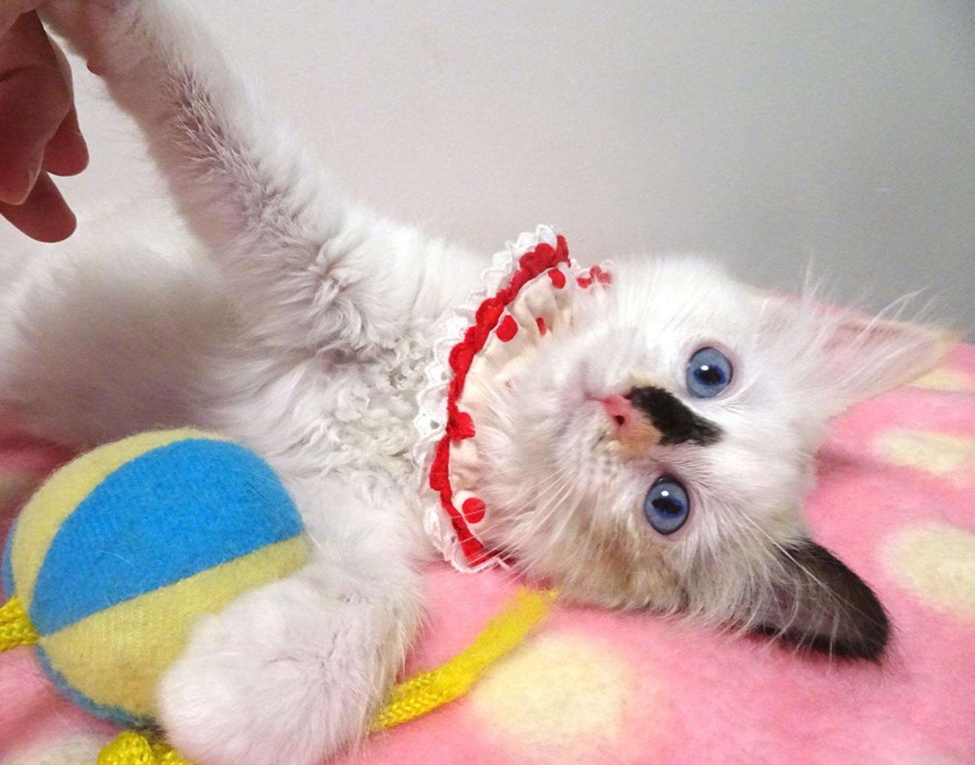 pet-image-4