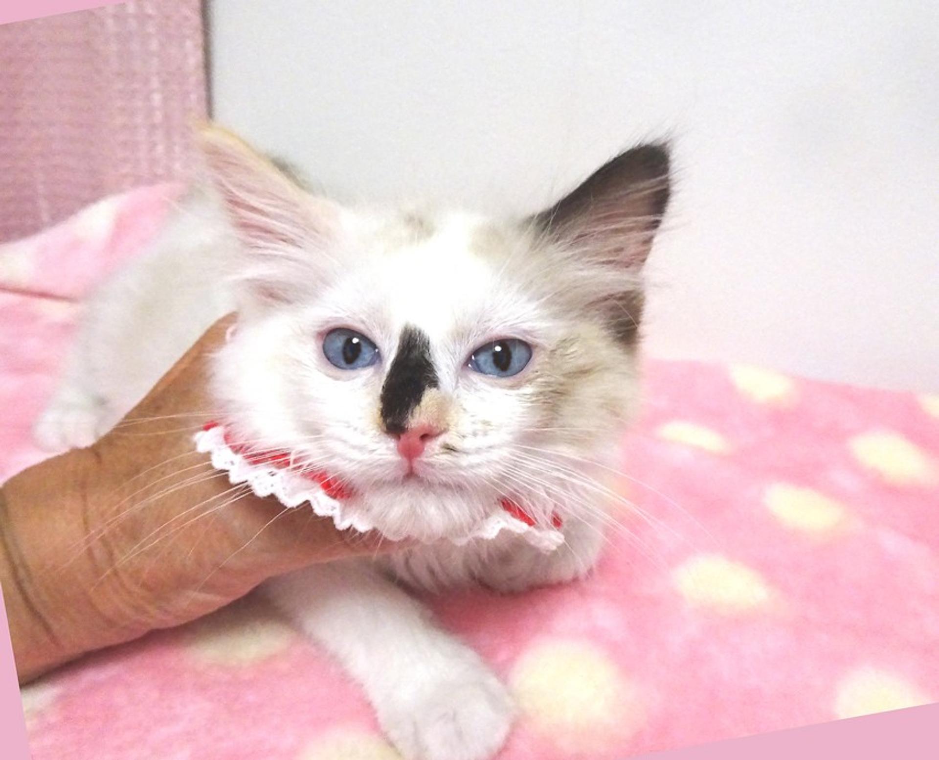 pet-image-5