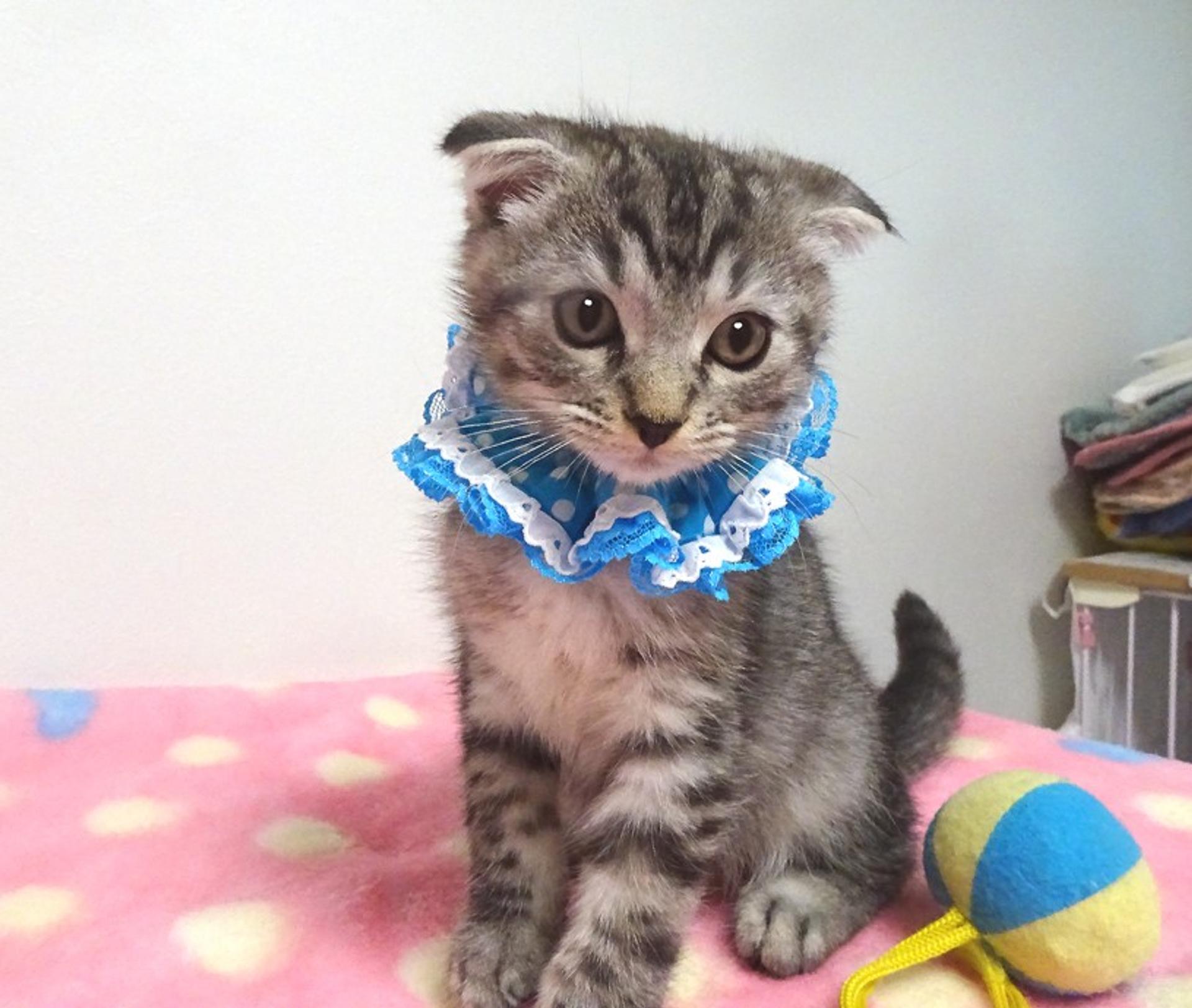 pet-image-4