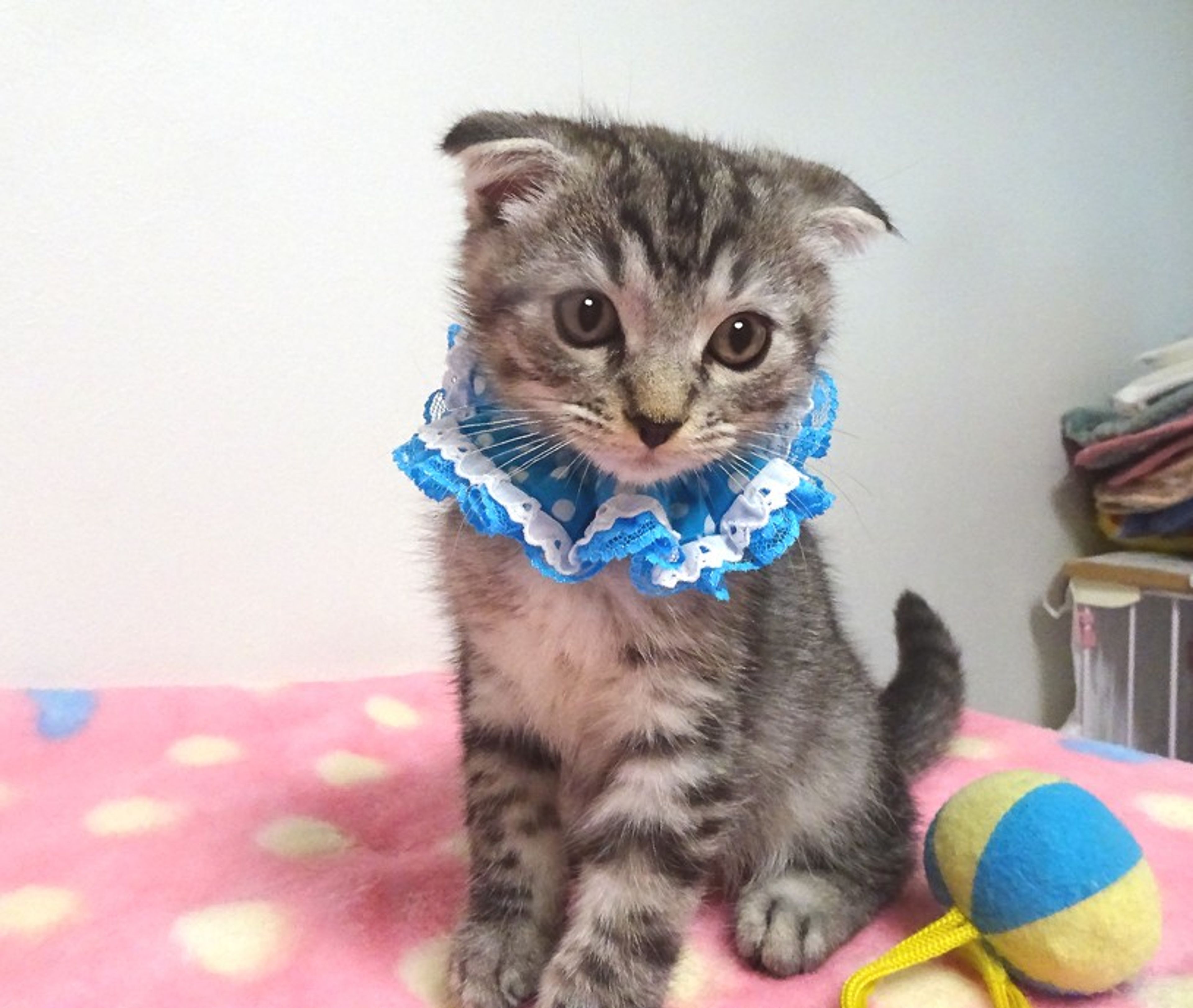 pet-image-4