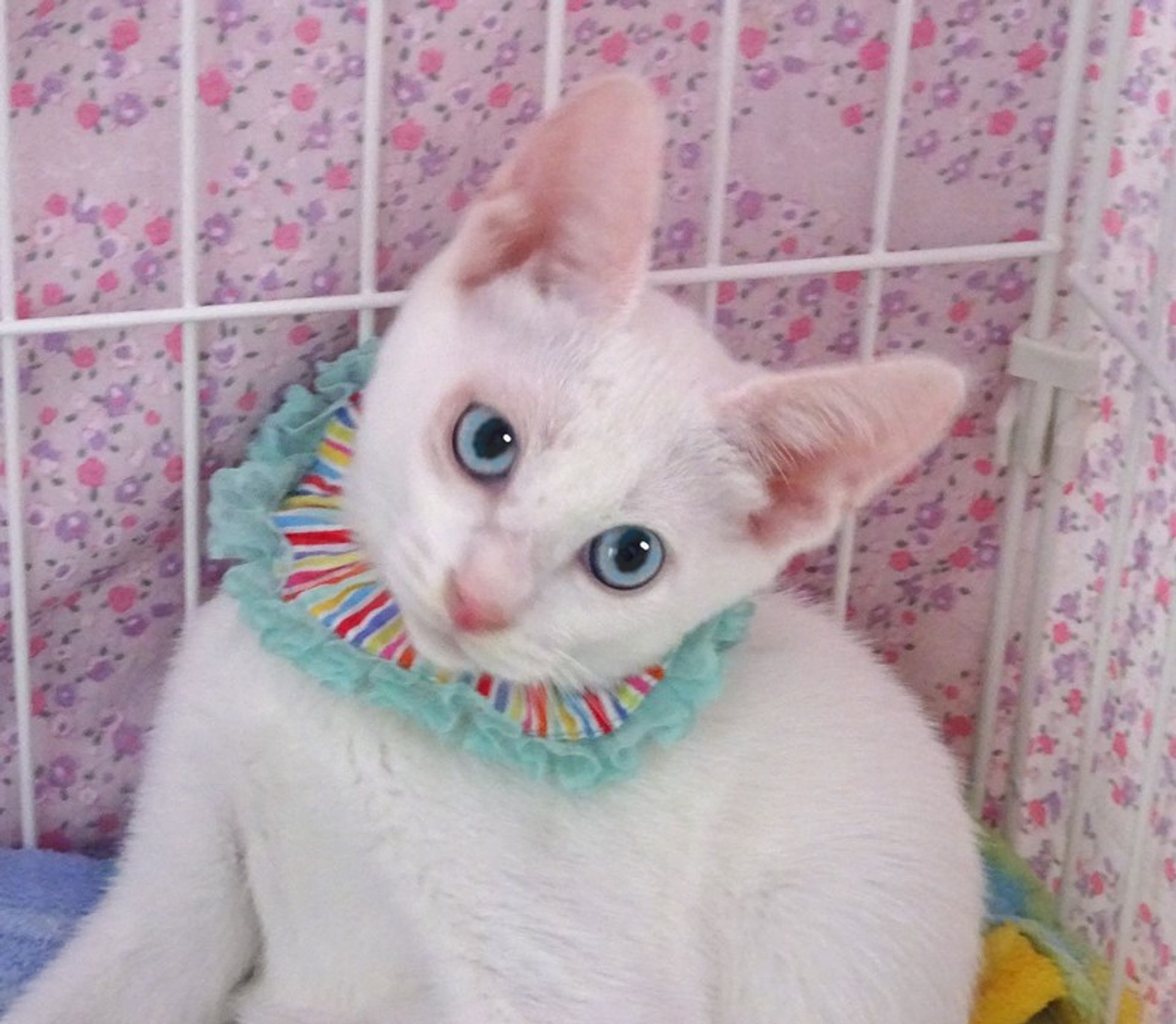 雑種（ミックス猫）・オスの里親募集の写真