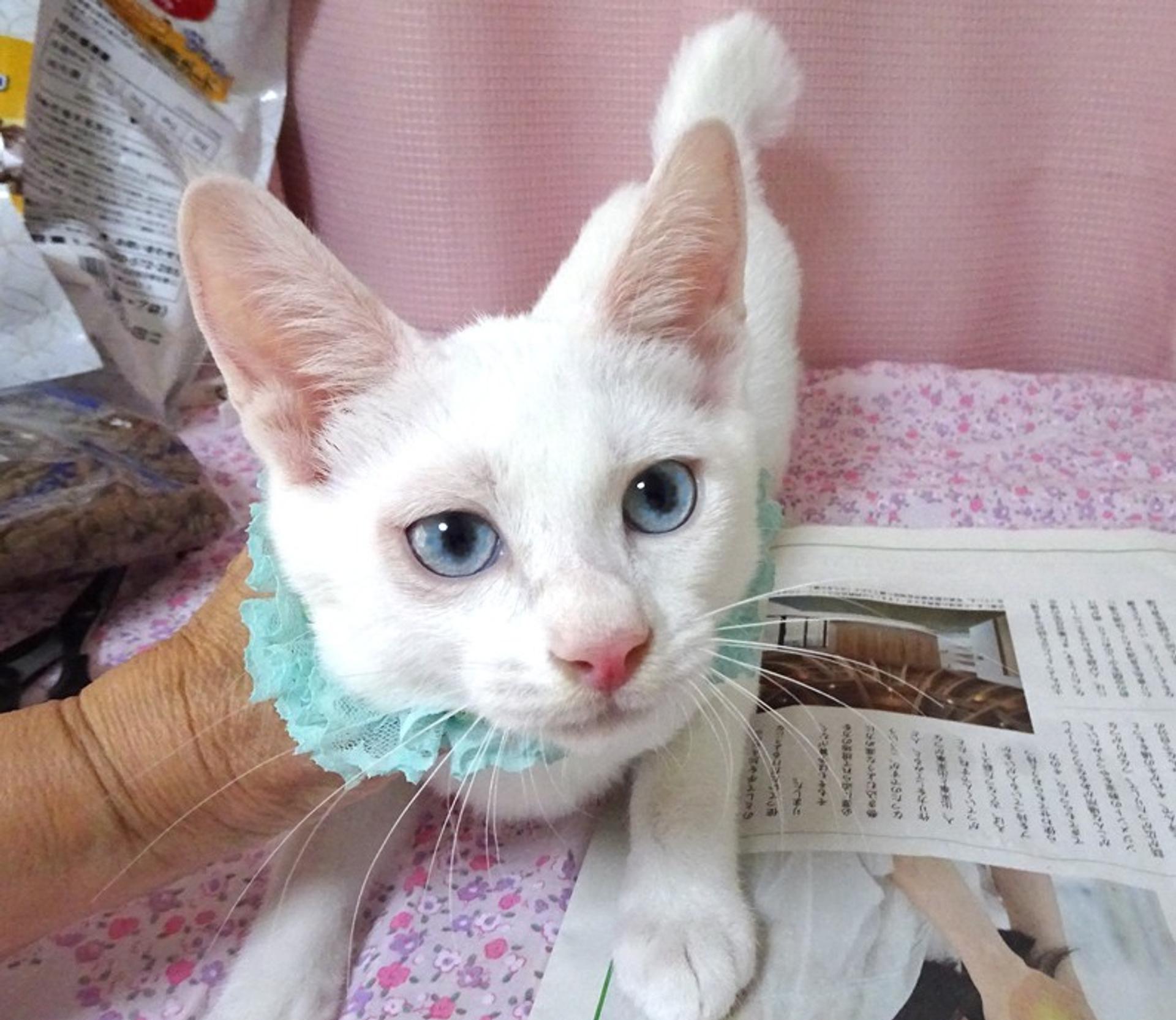 pet-image-2