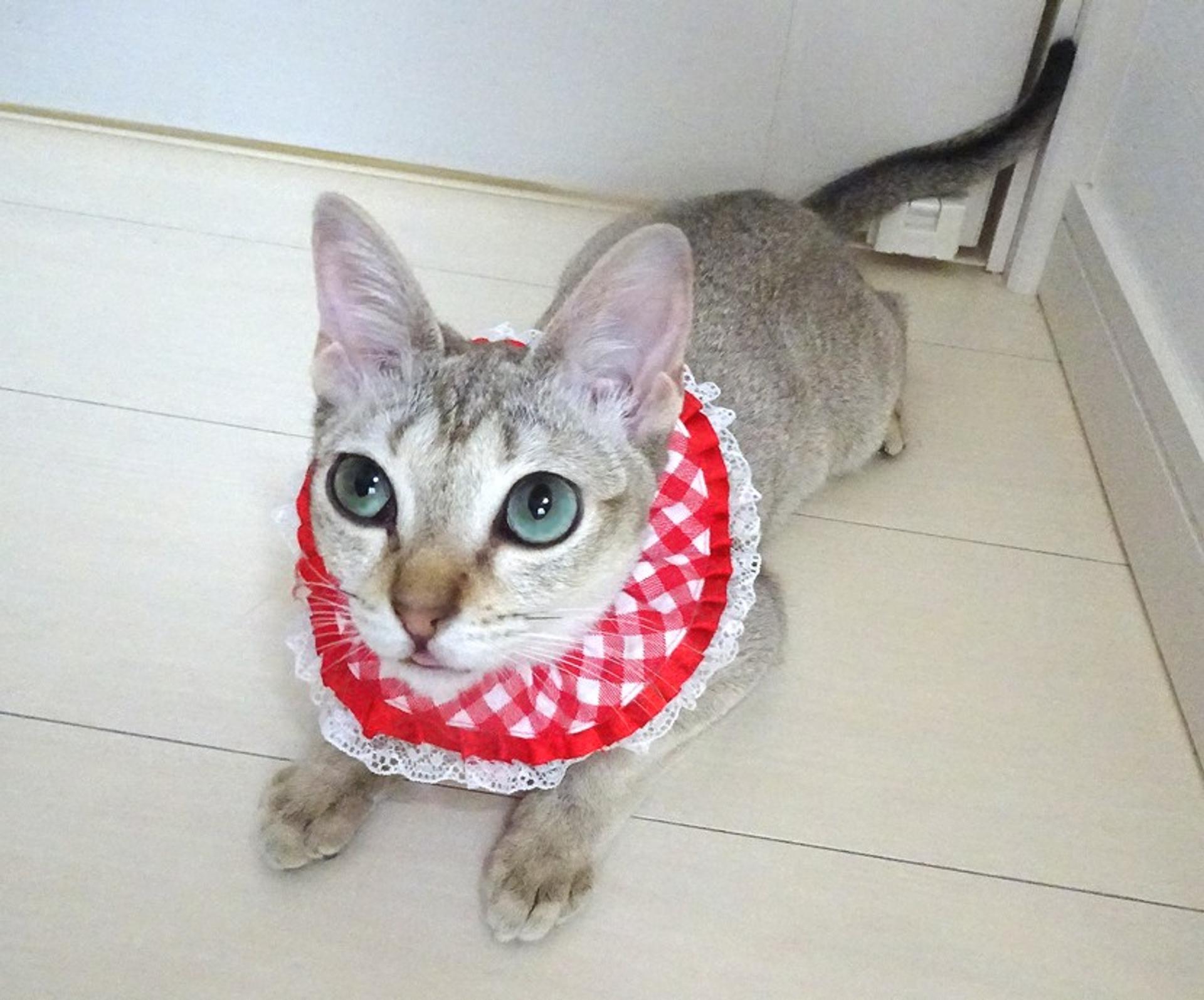 pet-image-2