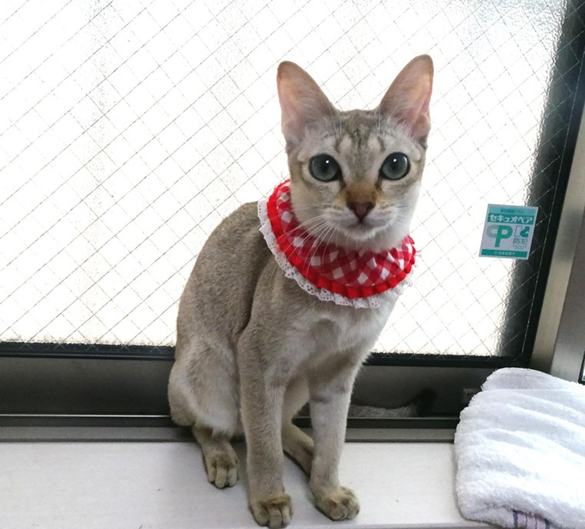 pet-image-4