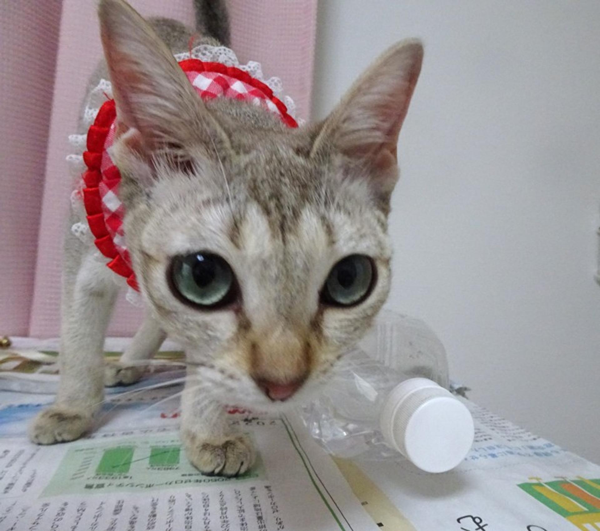 pet-image-5