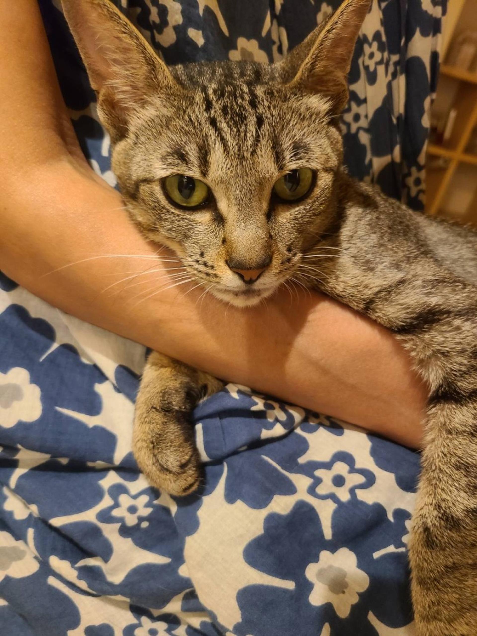 pet-image-2