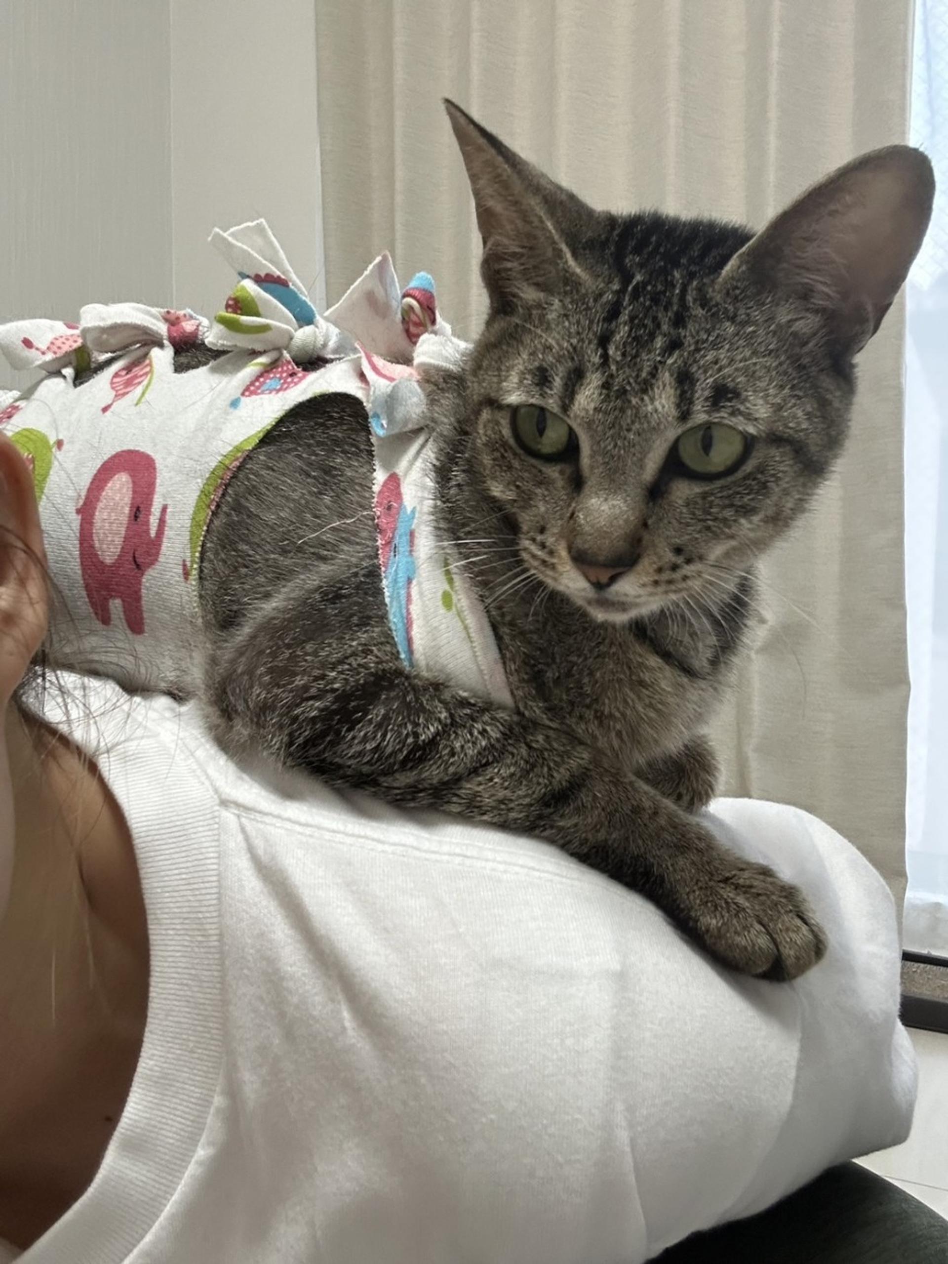 pet-image-3
