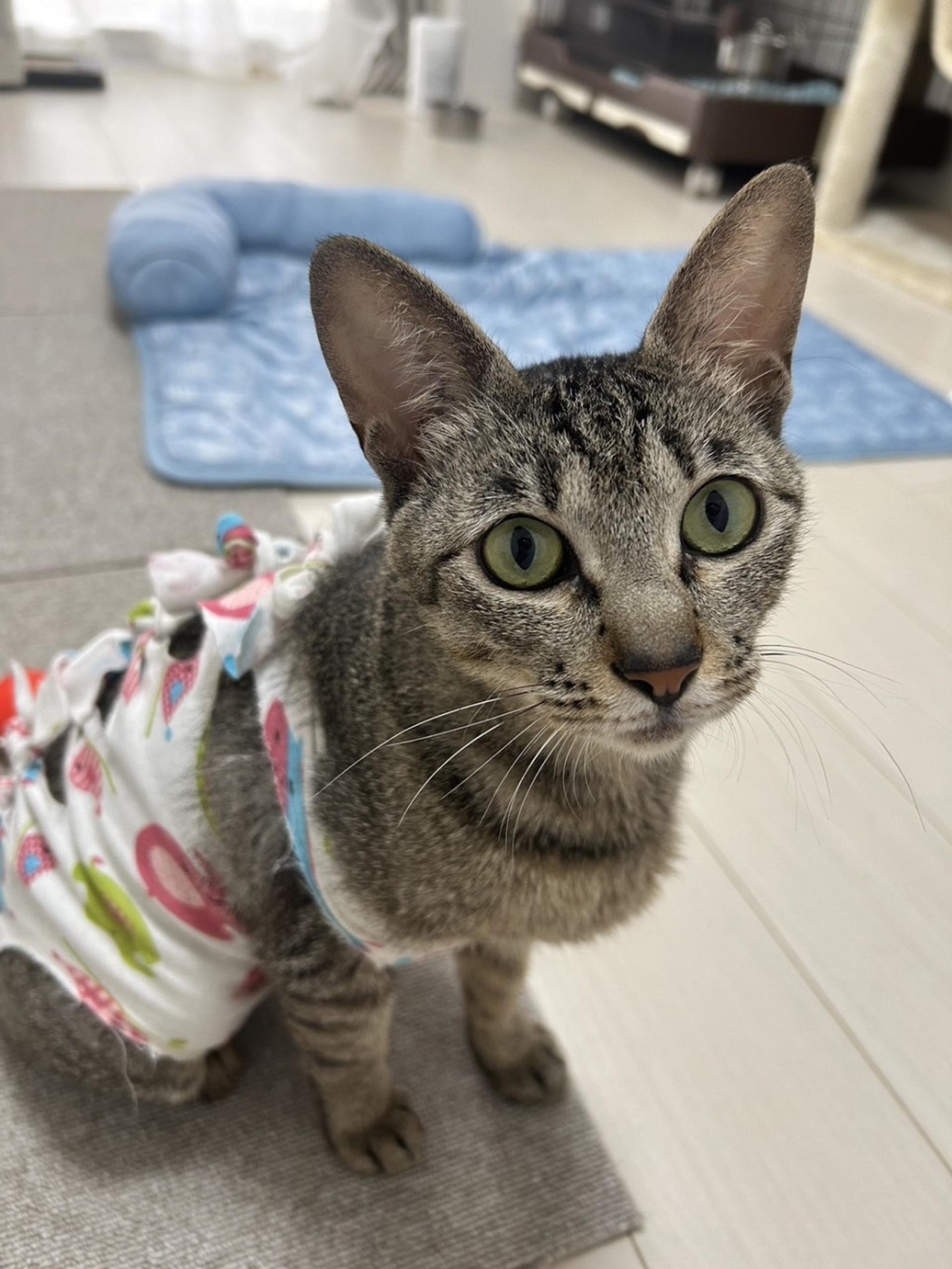 pet-image-4