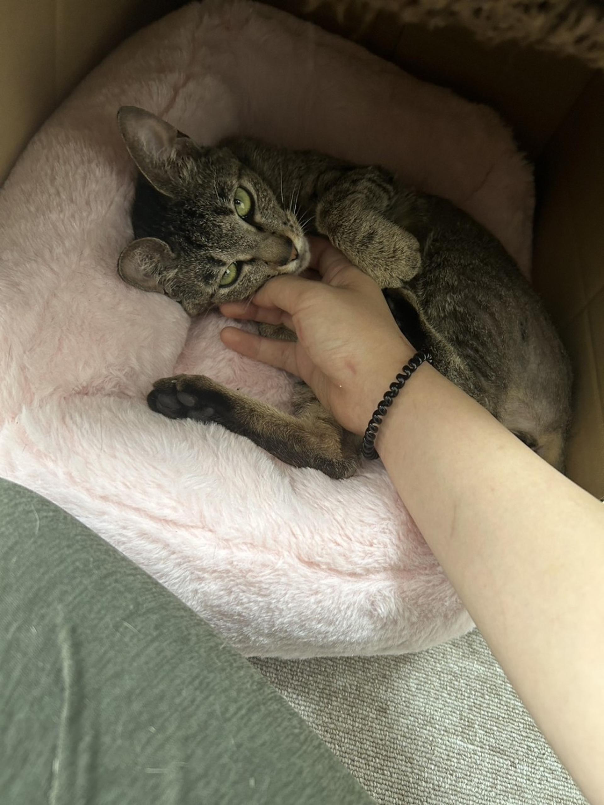 pet-image-5