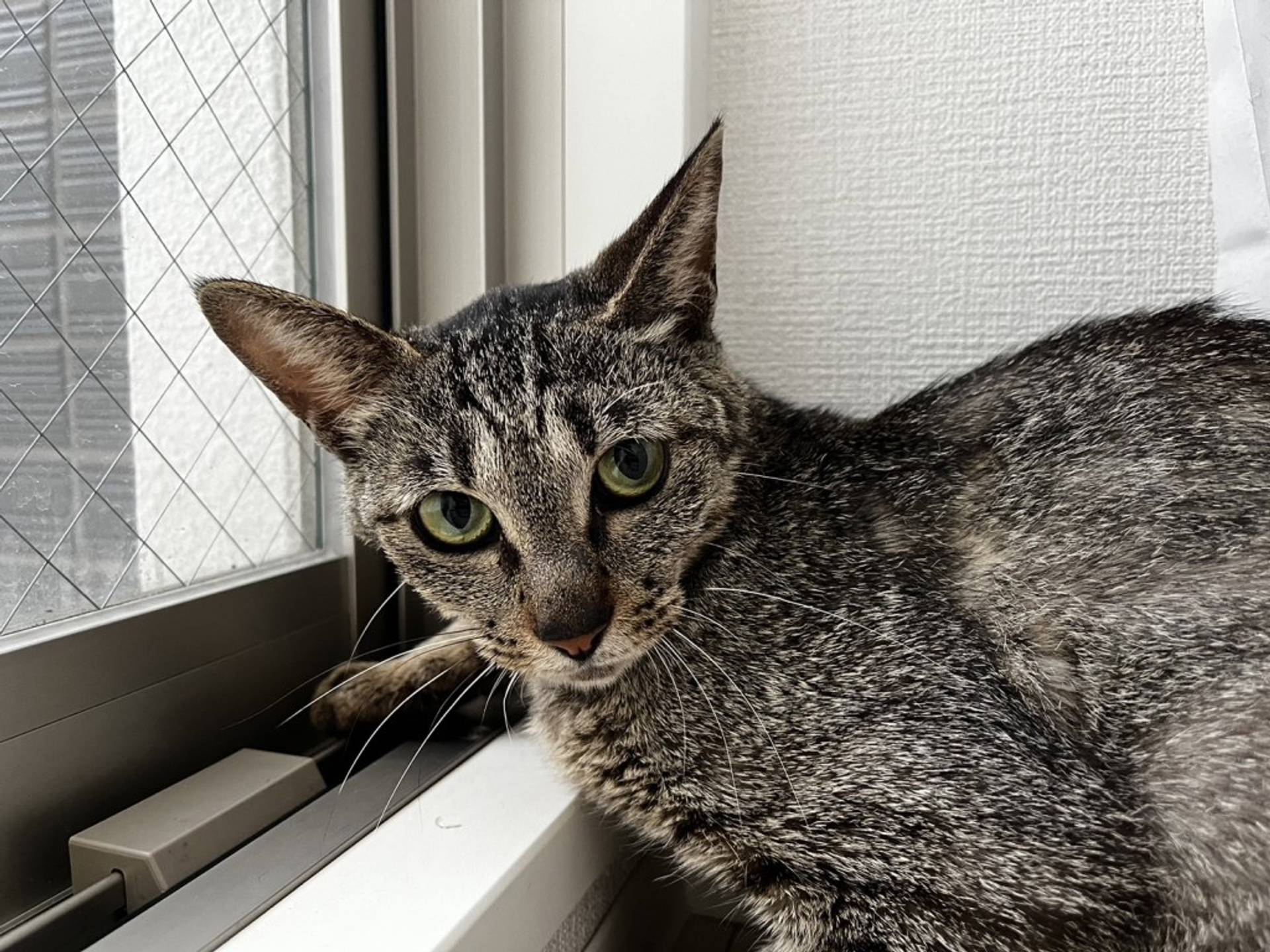 雑種（ミックス猫）・メスの里親募集の写真
