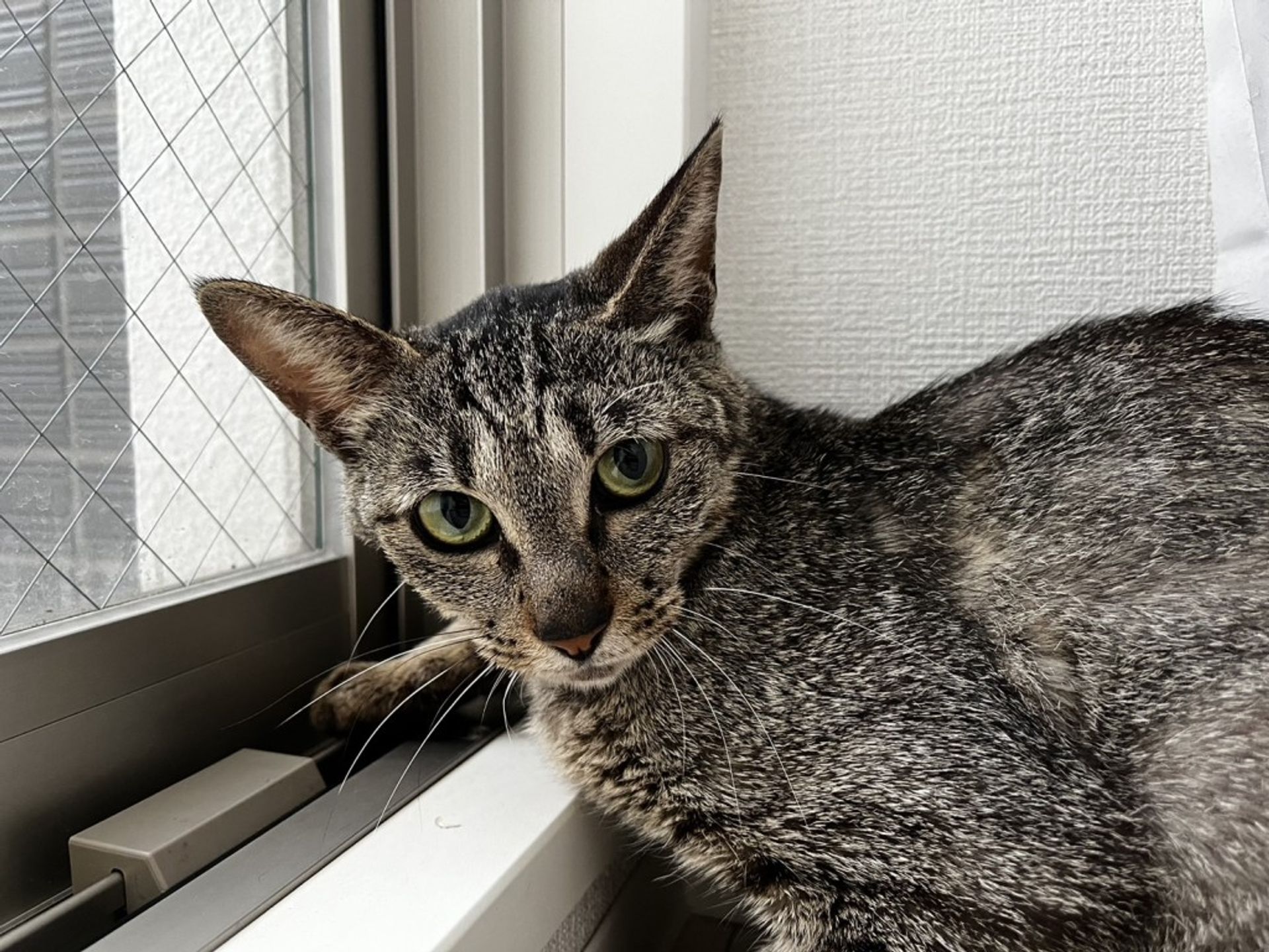 雑種（ミックス猫）・メスの里親募集の写真