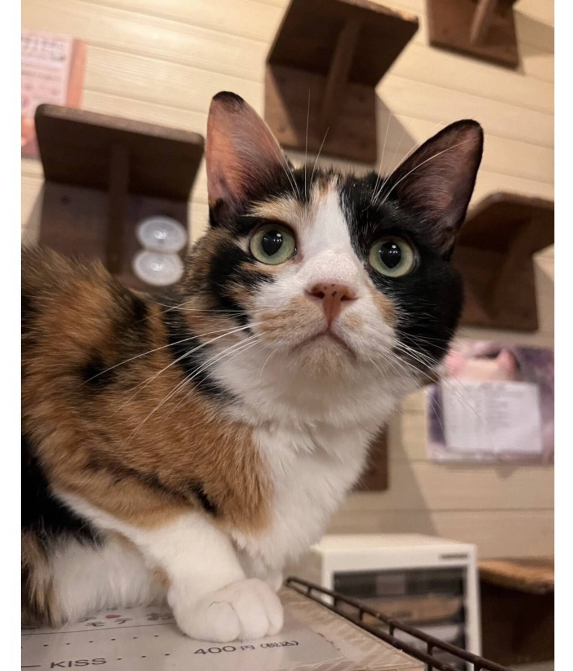 雑種（ミックス猫）・メスの里親募集の写真