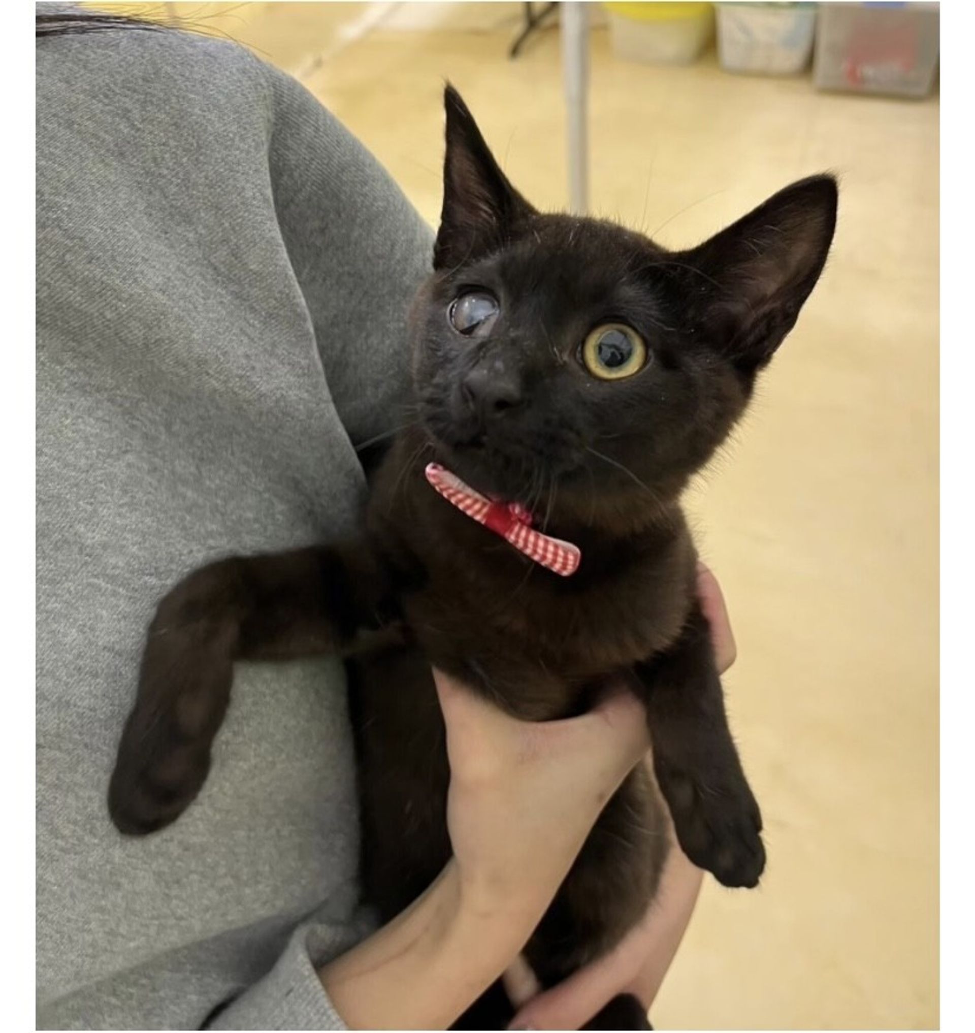 雑種（ミックス猫）・オスの里親募集の写真