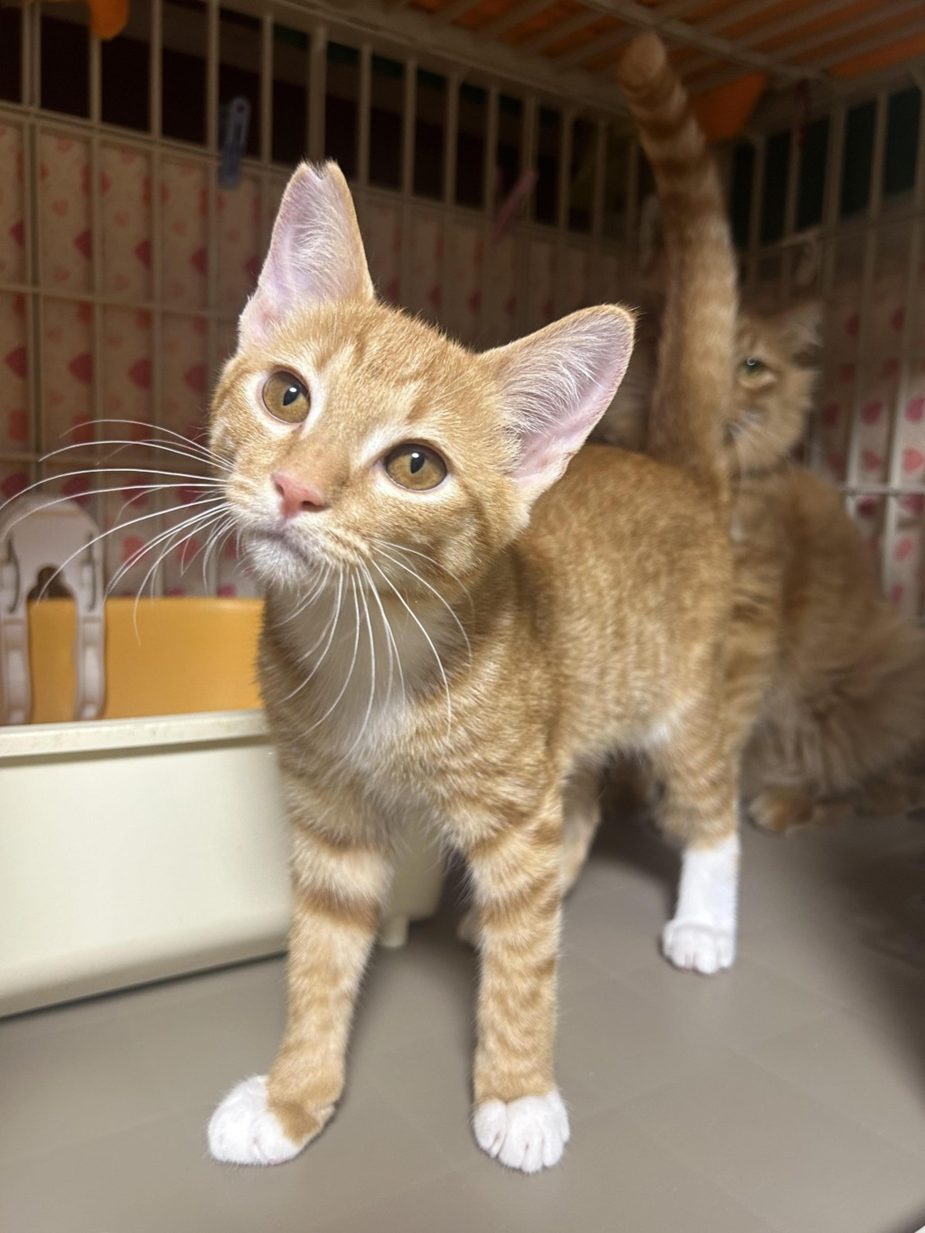 pet-image-6