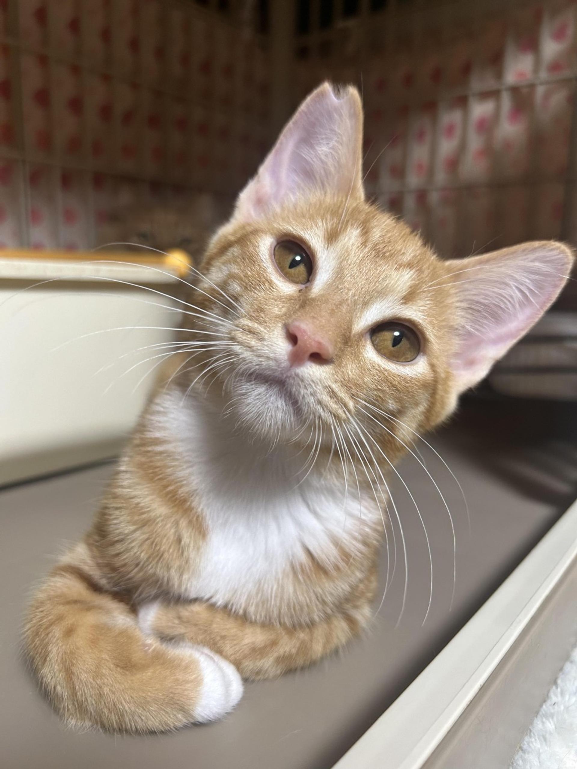 pet-image-8