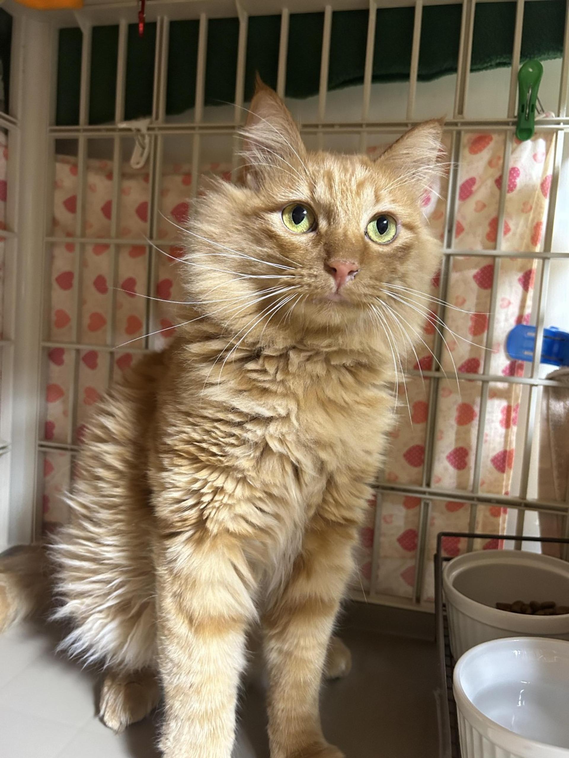 pet-image-4