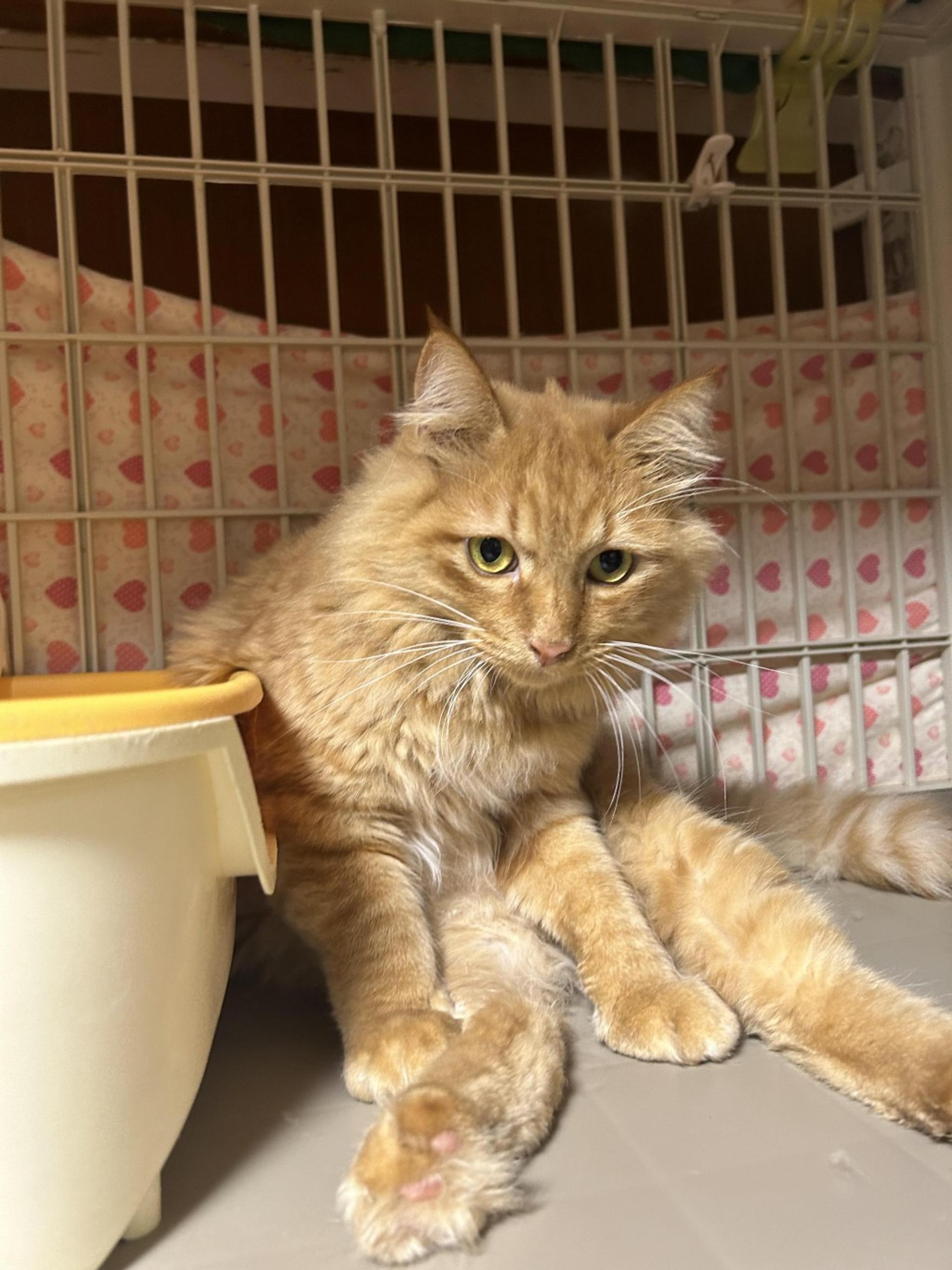 pet-image-7