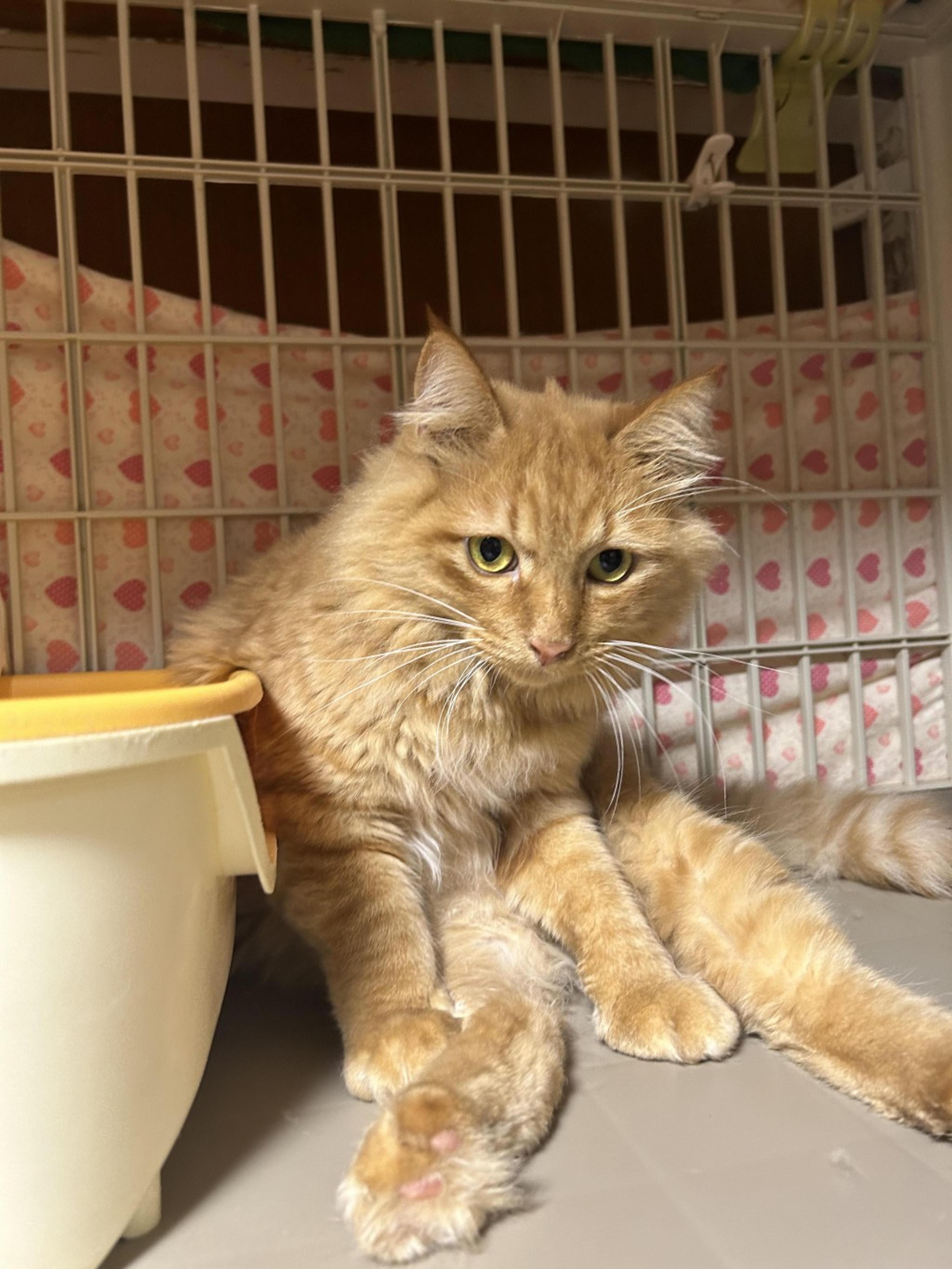 pet-image-7