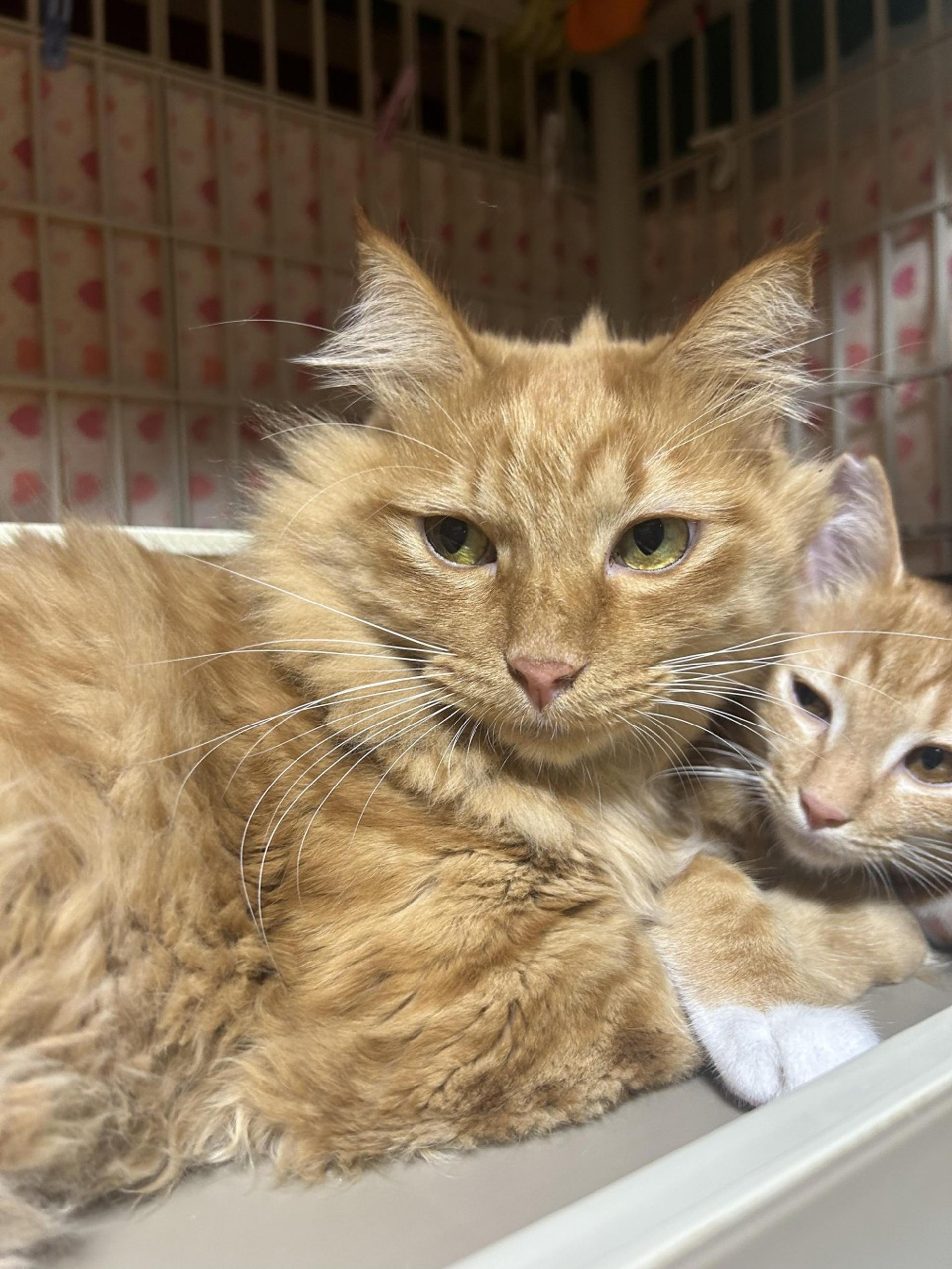 pet-image-9