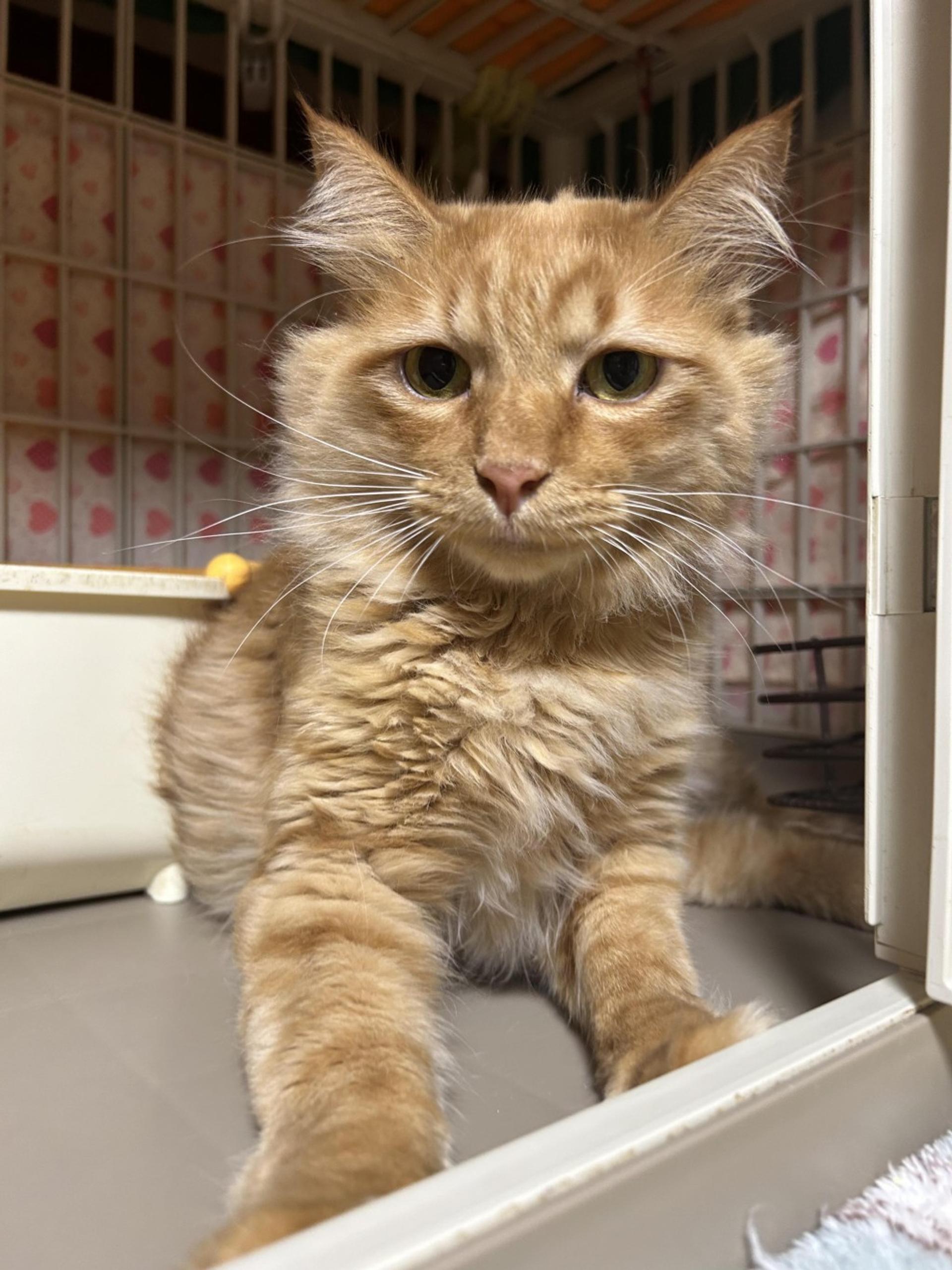 pet-image-5