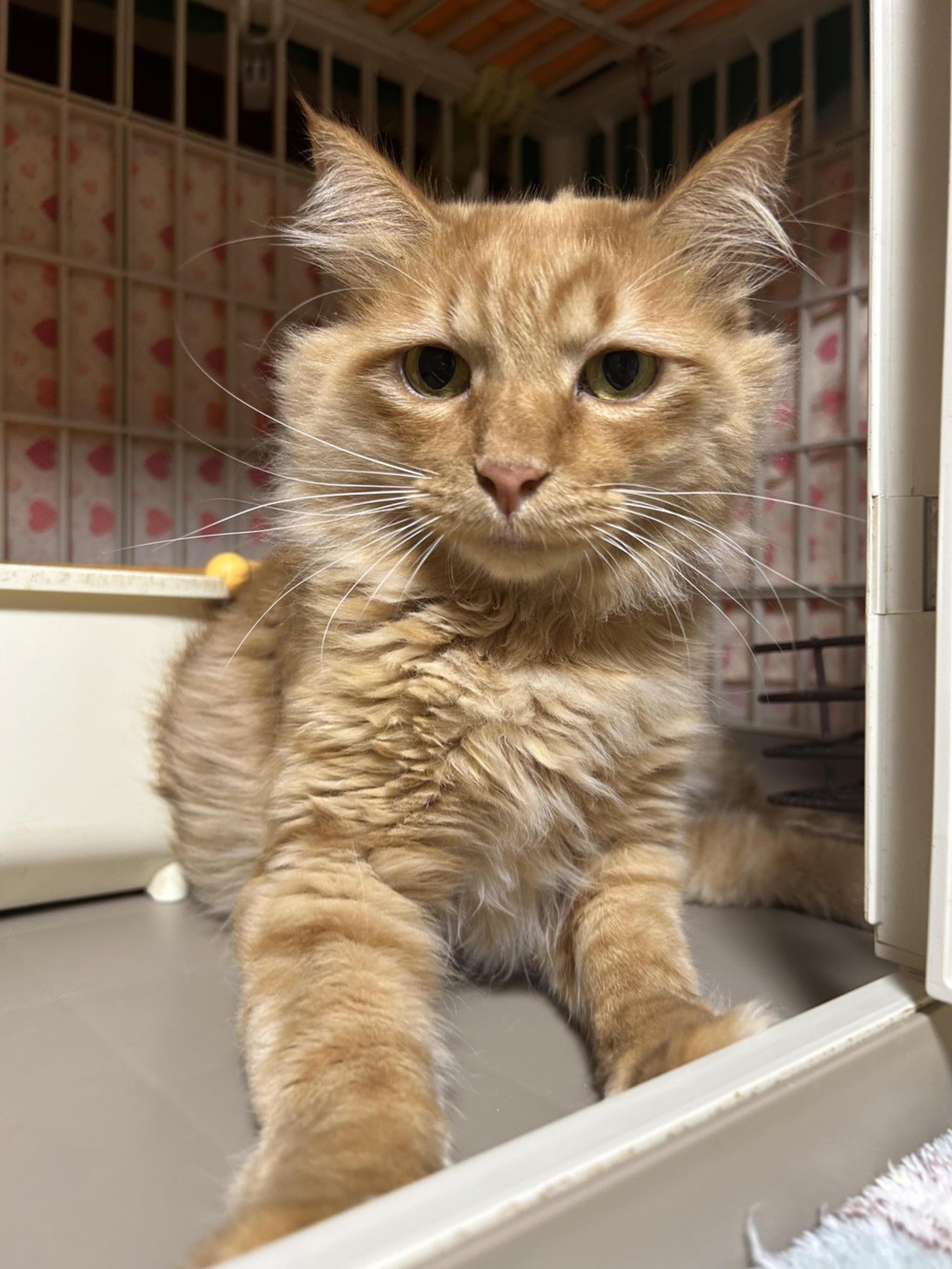 pet-image-5