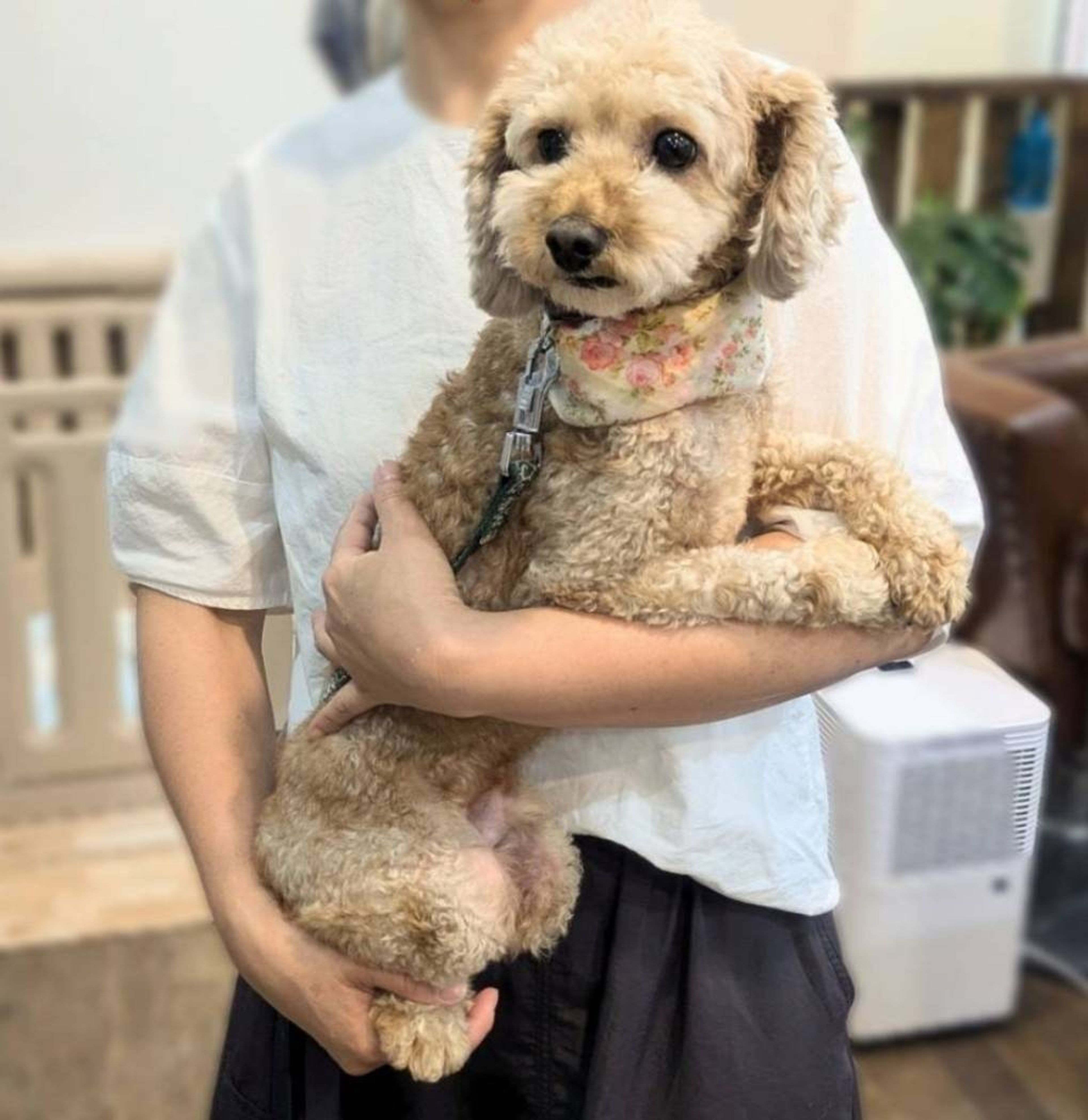 pet-image-2