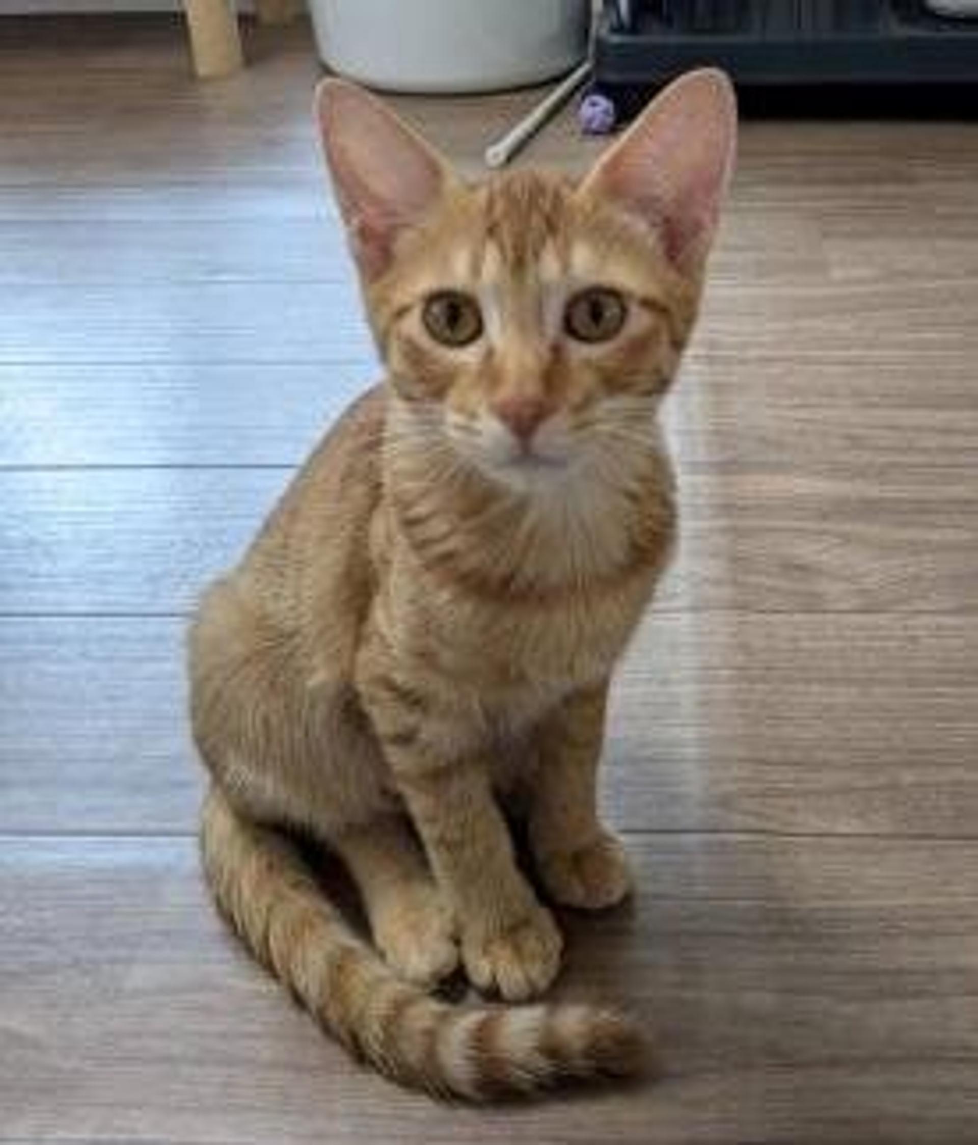 pet-image-3