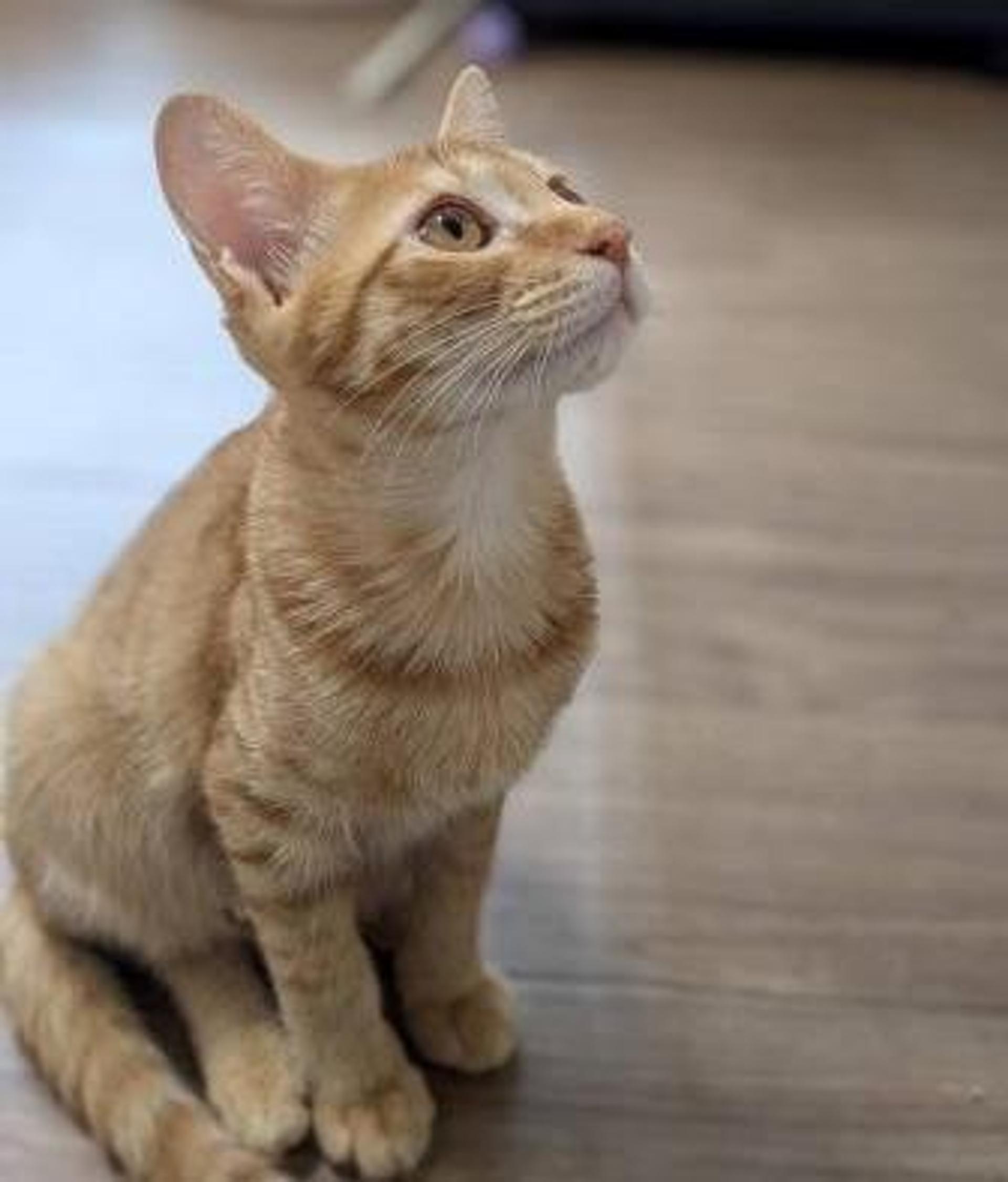 pet-image-4