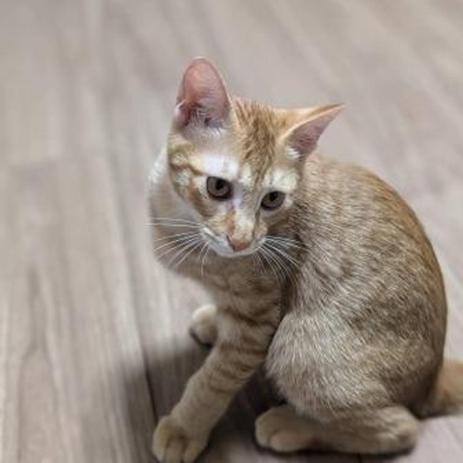 pet-image-6