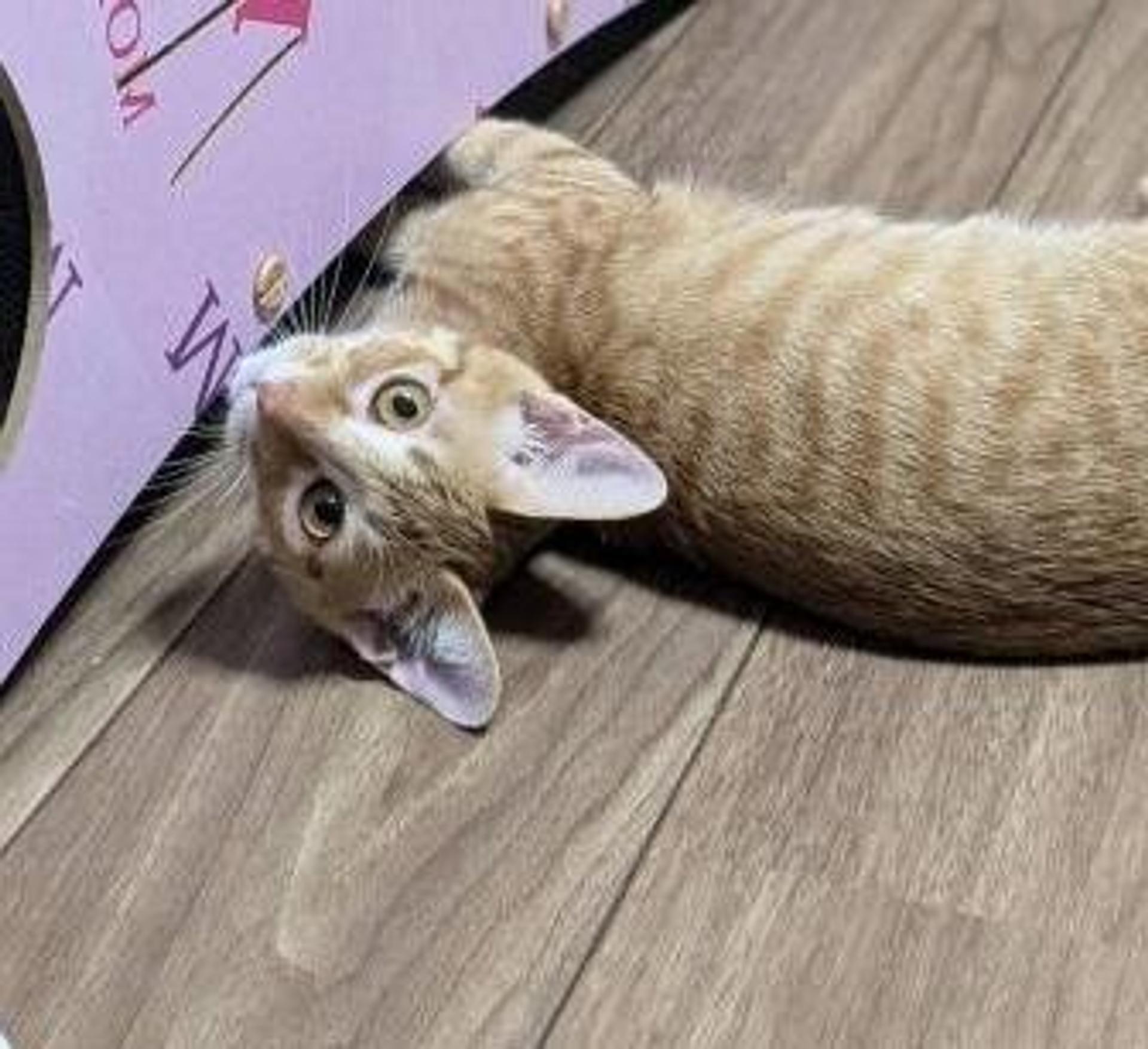pet-image-7