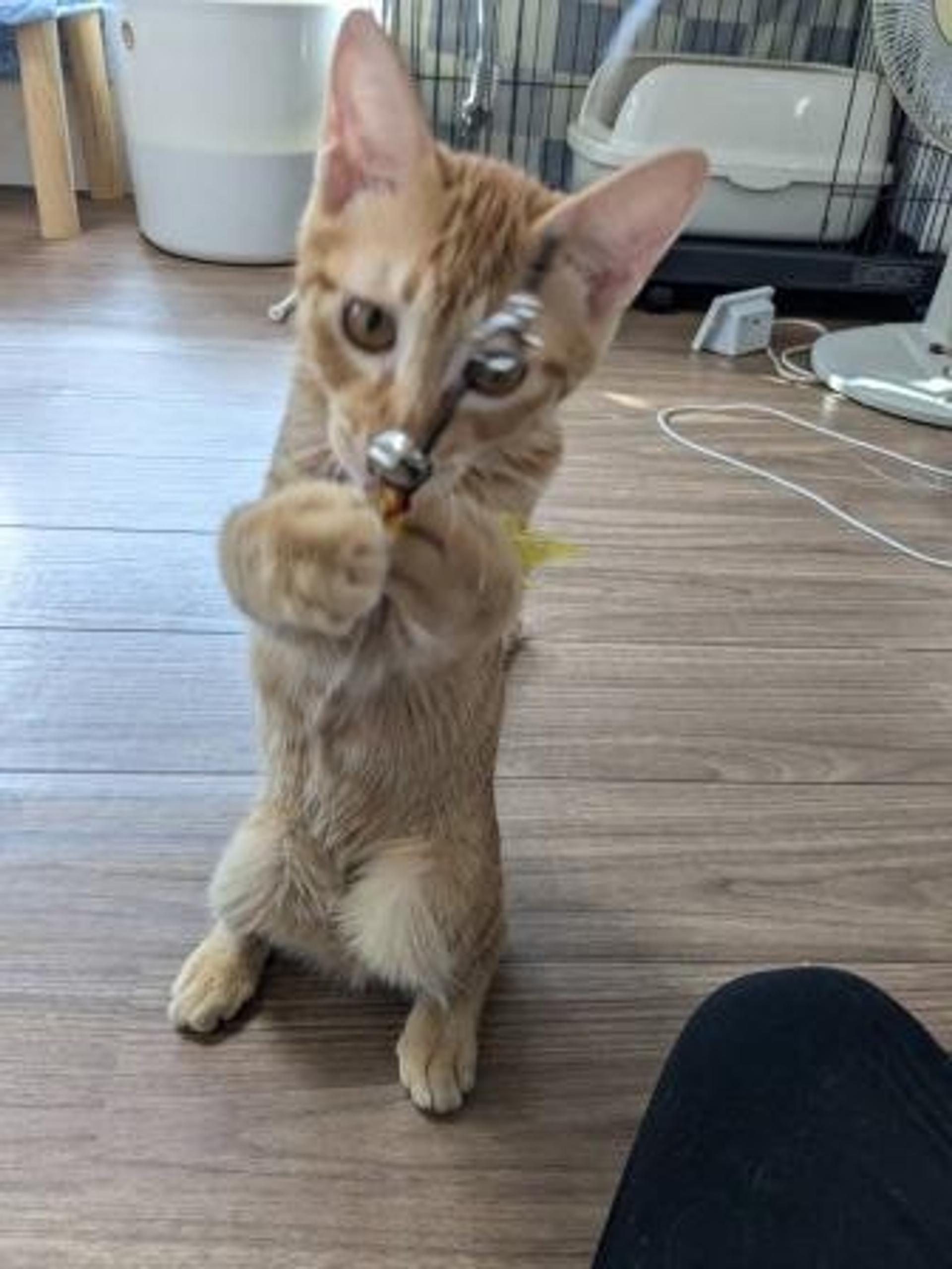 pet-image-9
