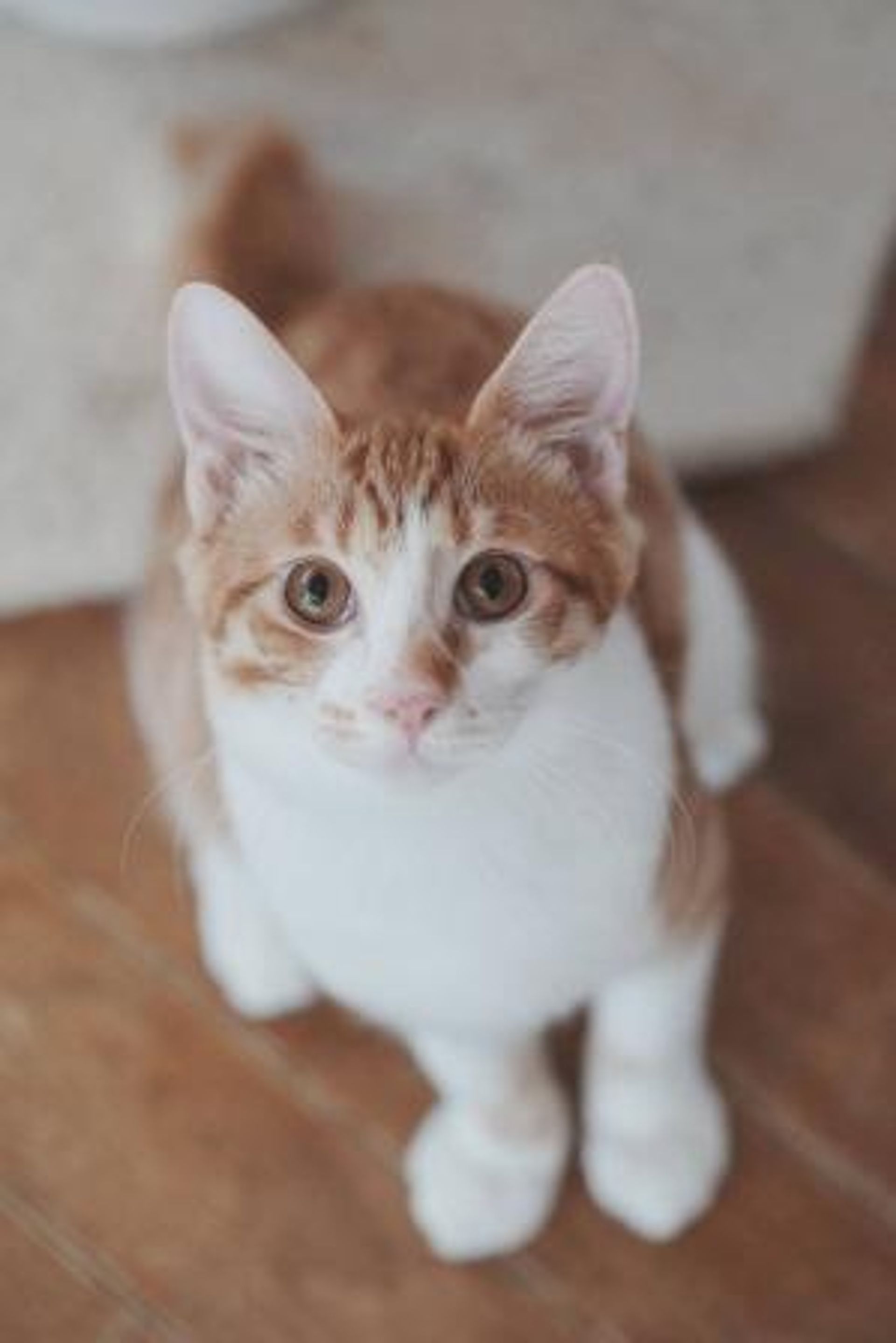 雑種（ミックス猫）・オスの里親募集の写真
