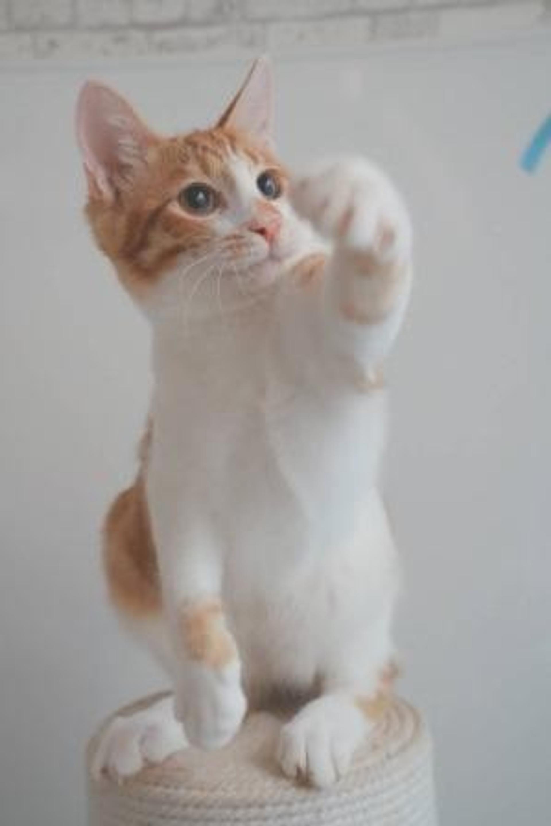 pet-image-7