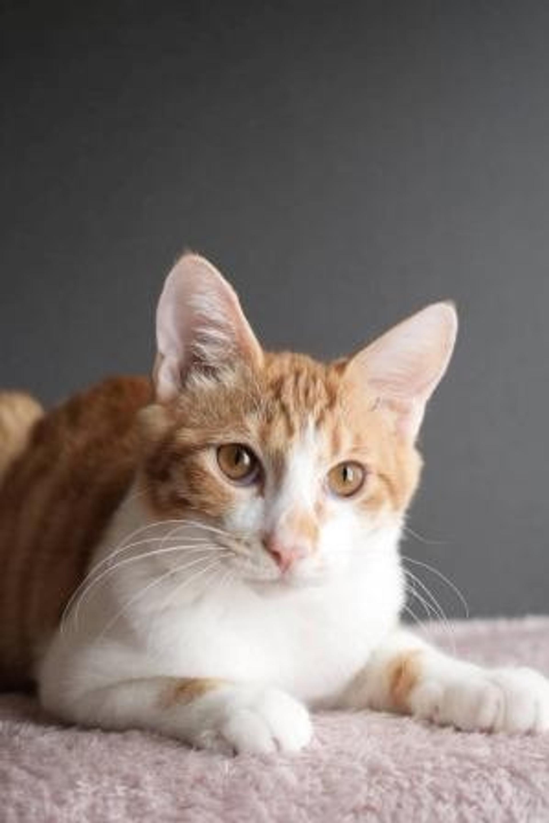 pet-image-8