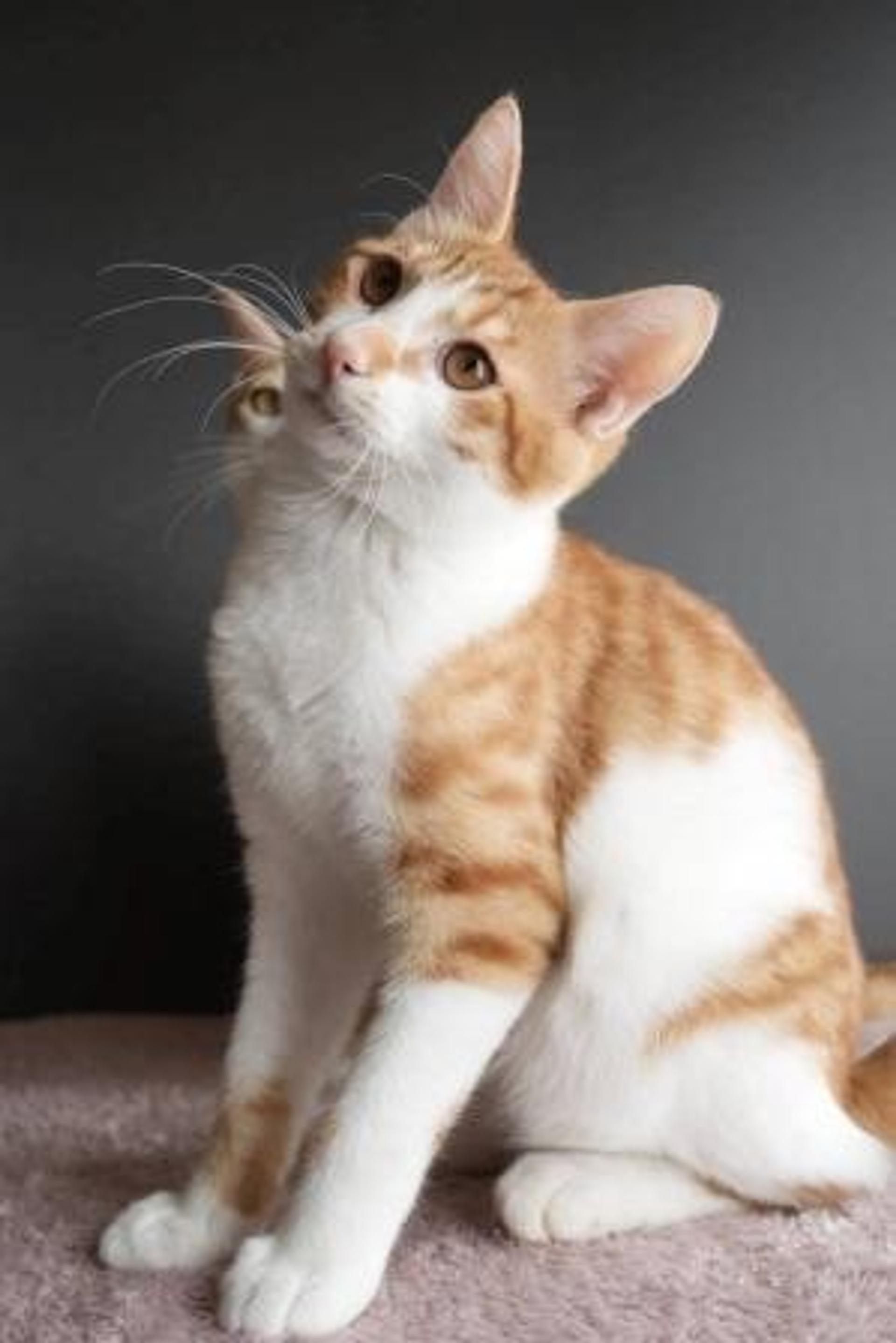 pet-image-9